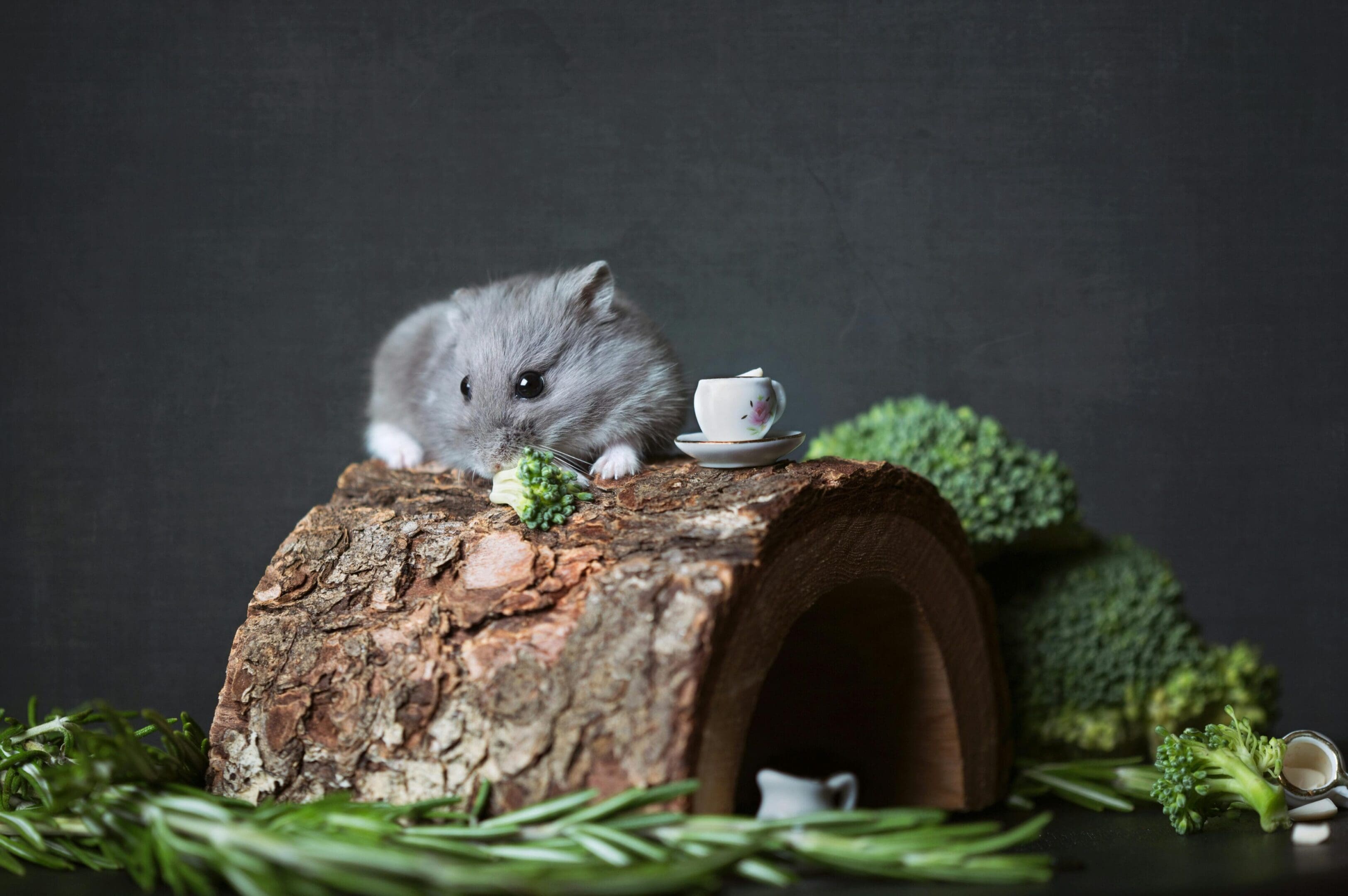 A cat sitting on top of a tree stump.