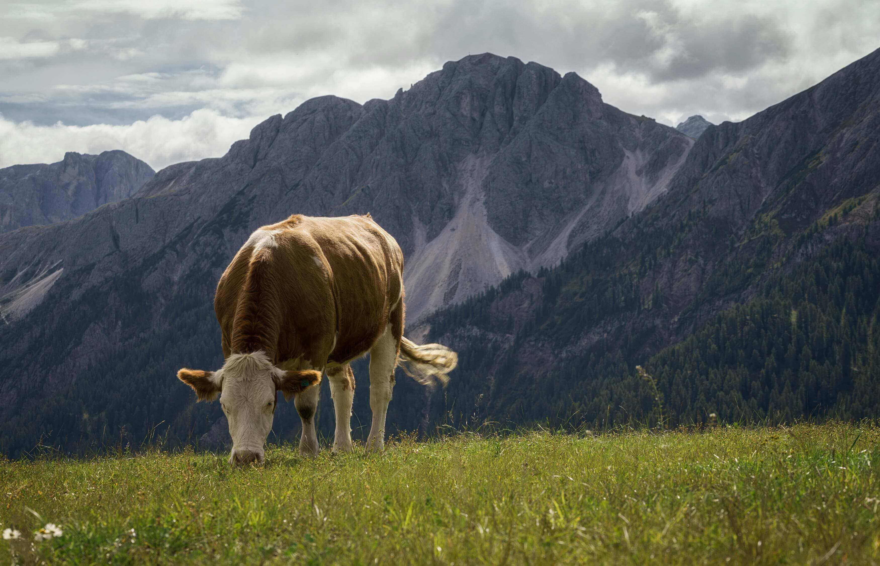 A cow grazing on grass in front of mountains.