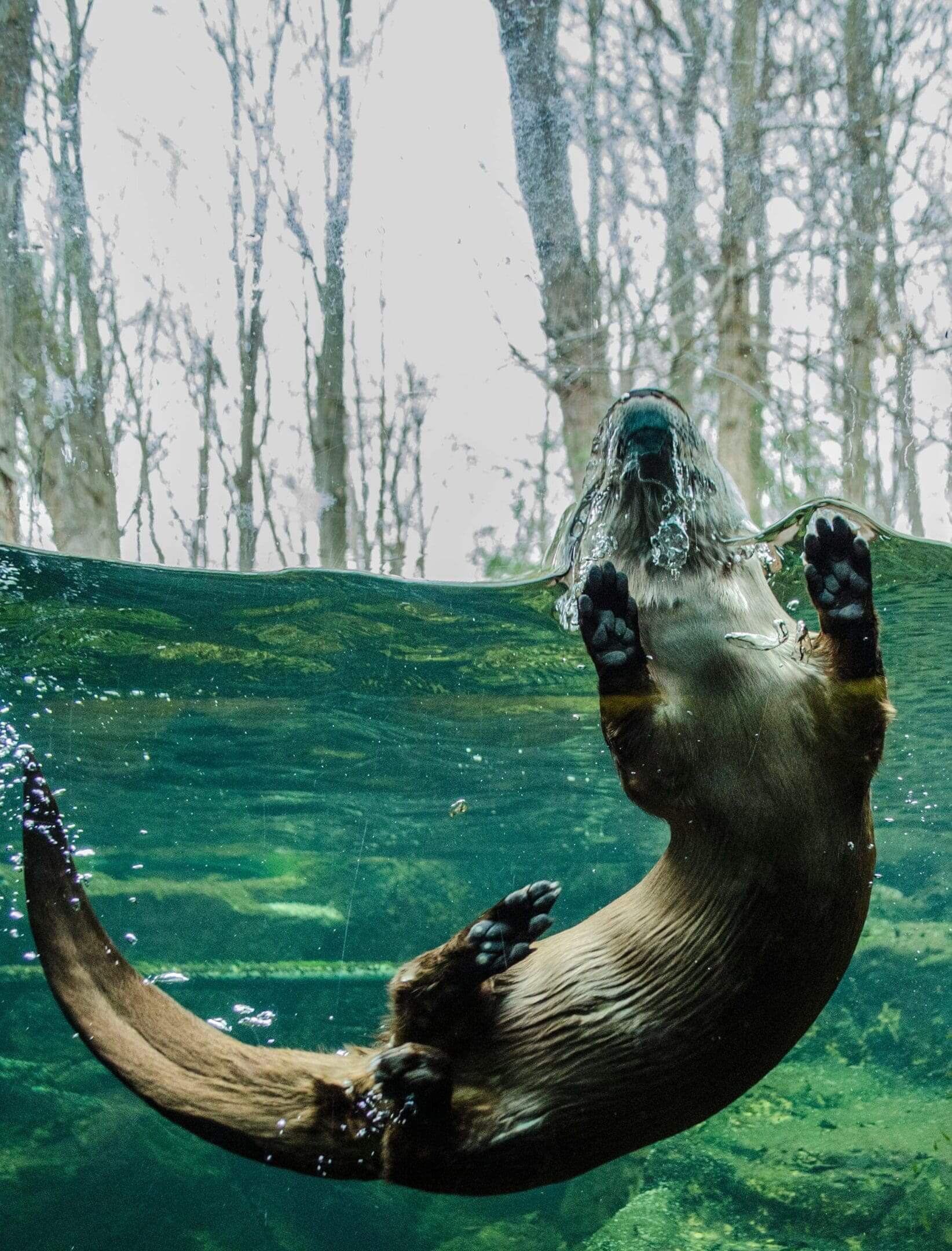 A dog is swimming in the water.