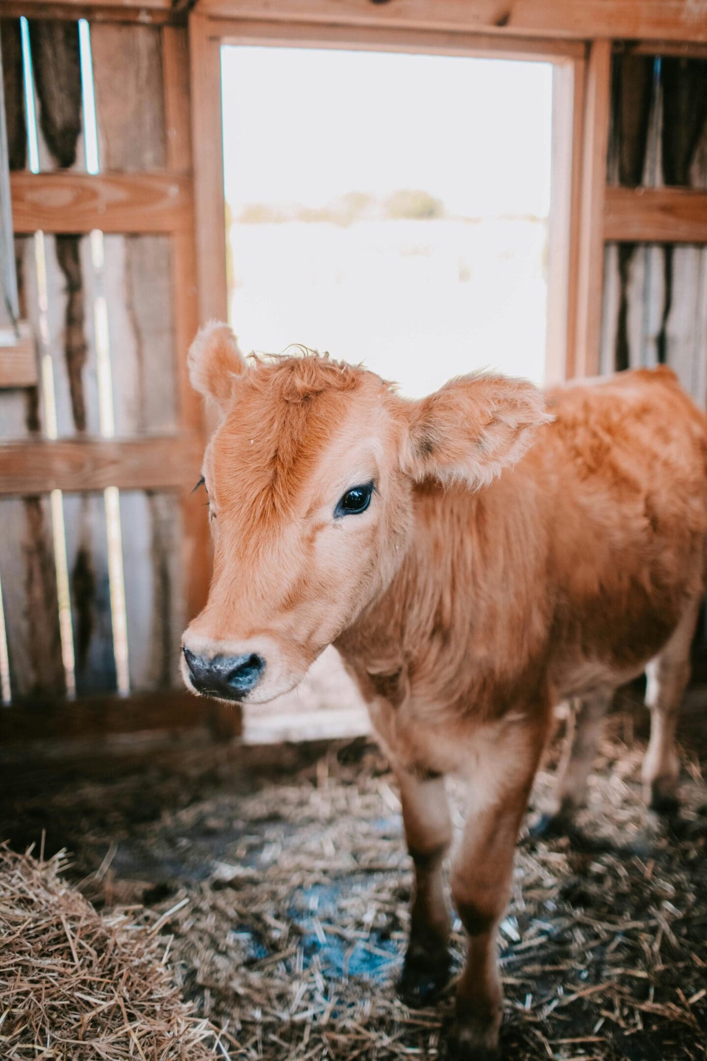 A brown cow standing in the barn looking at the camera.