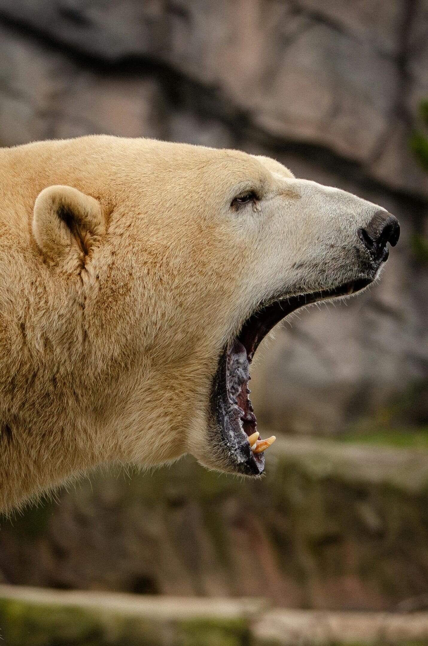 Polar bear yawning, showing teeth.