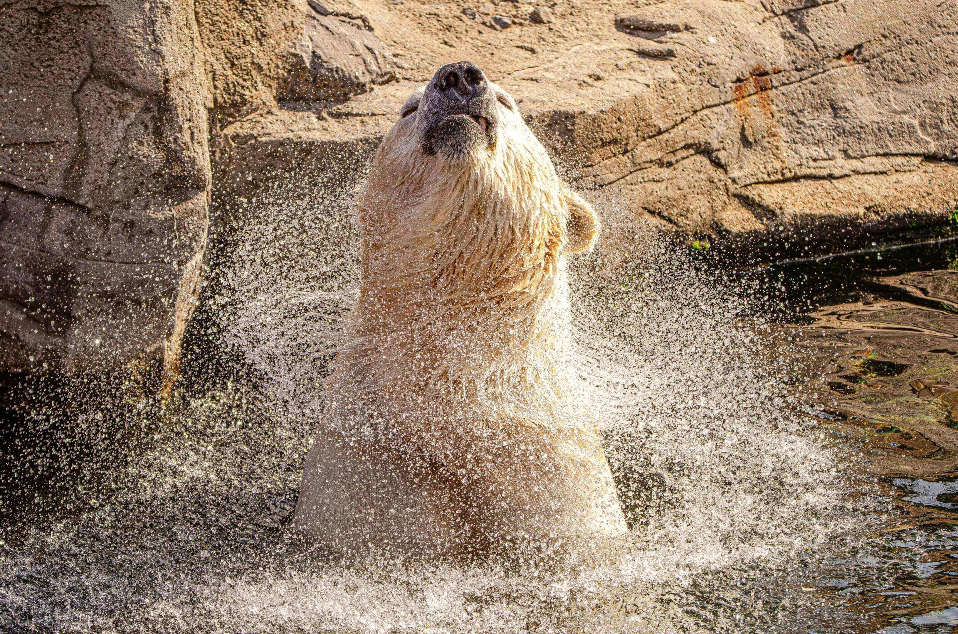 Polar bear shaking off water.