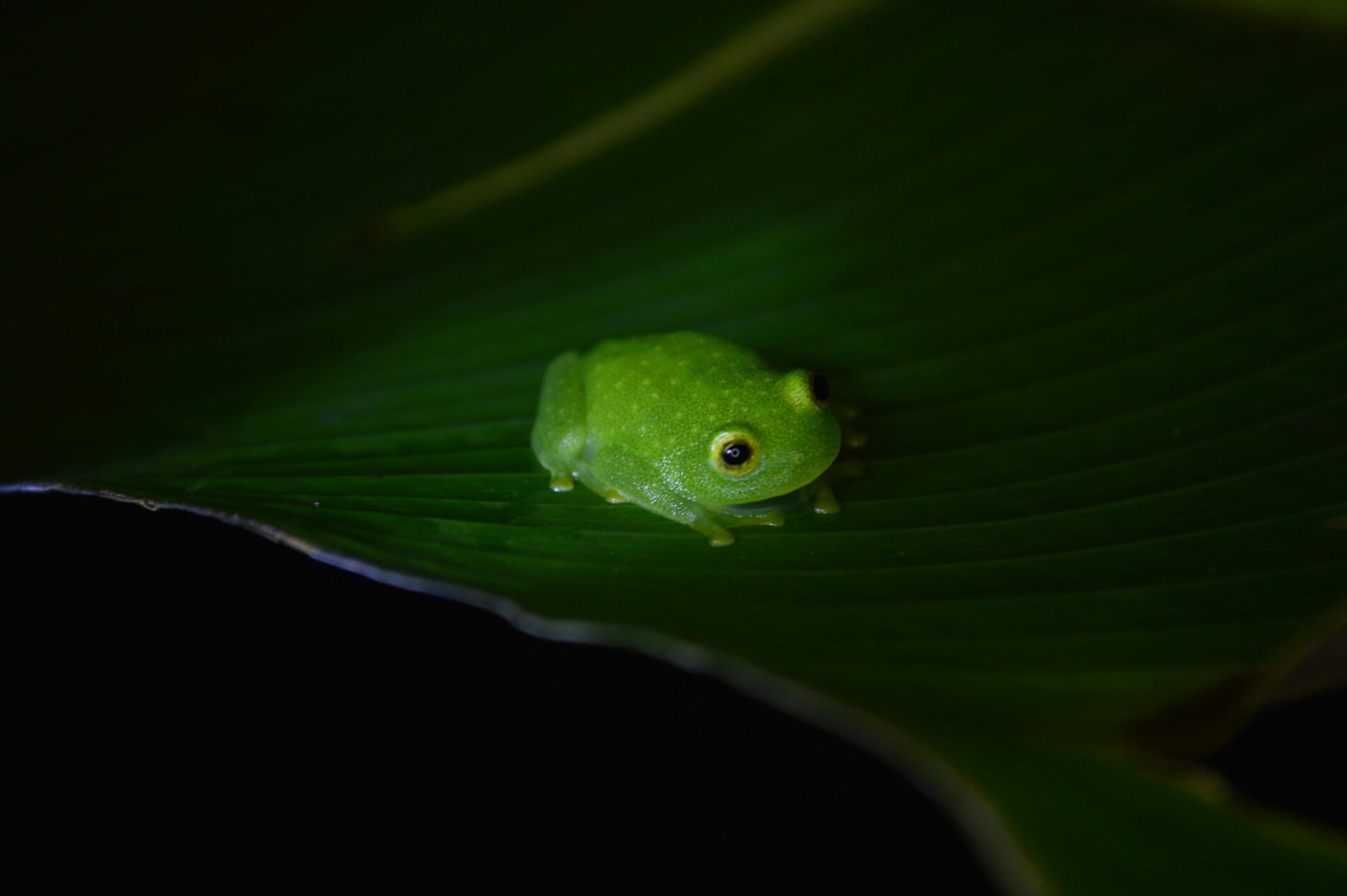 Here's an alt tag for the image: Green tree frog on a leaf.