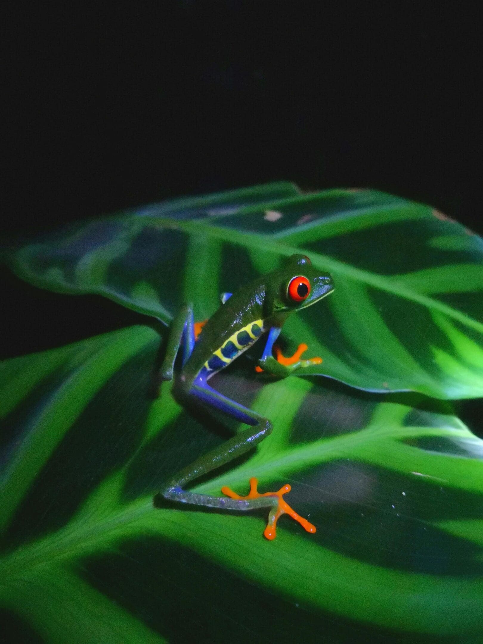 Red-eyed tree frog on green leaf.