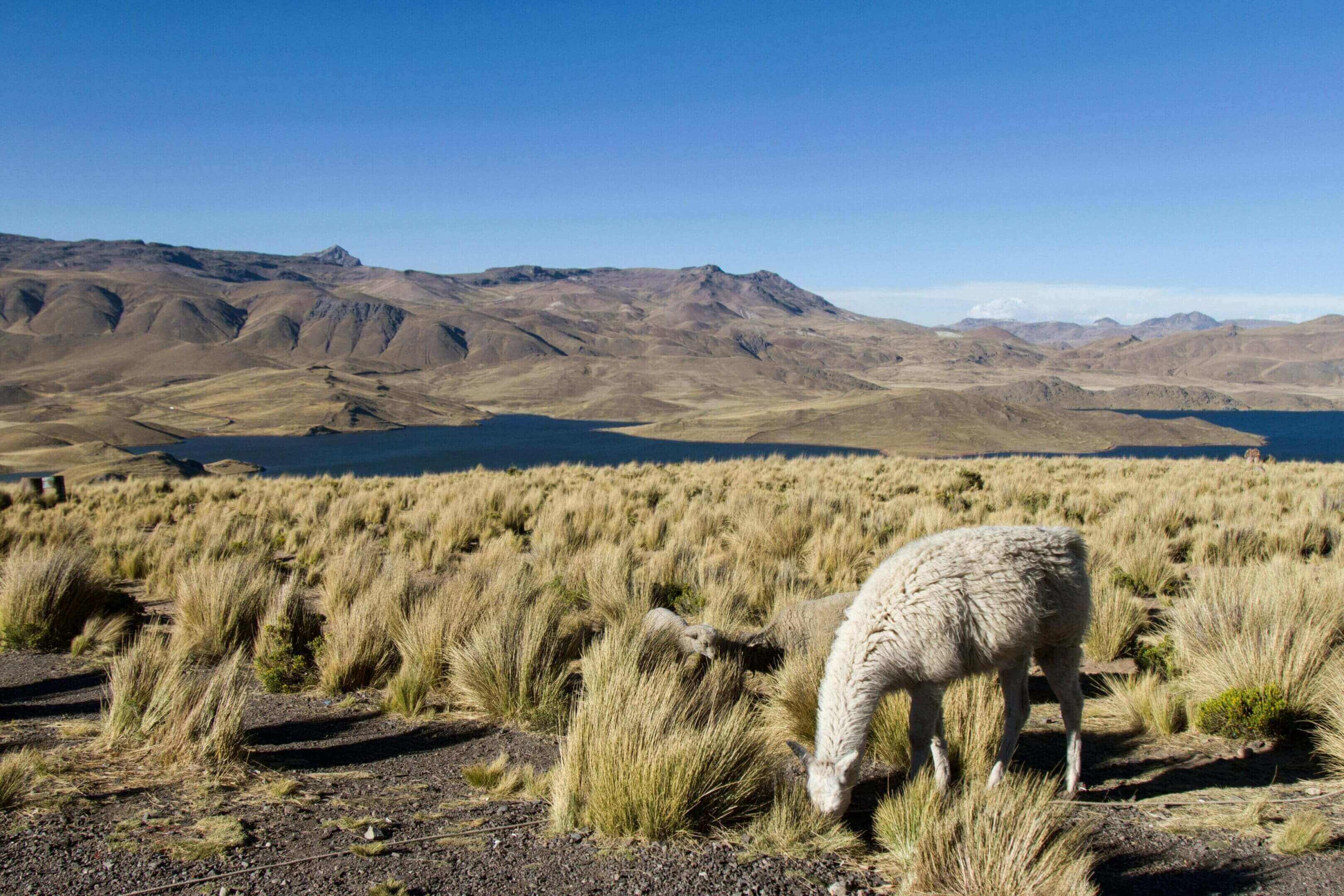 A sheep grazing in the middle of an open field.