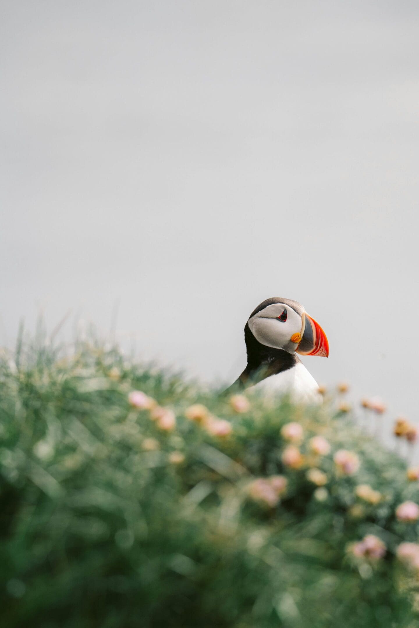 Here's an alt tag for the image: Puffin bird in grassy meadow.