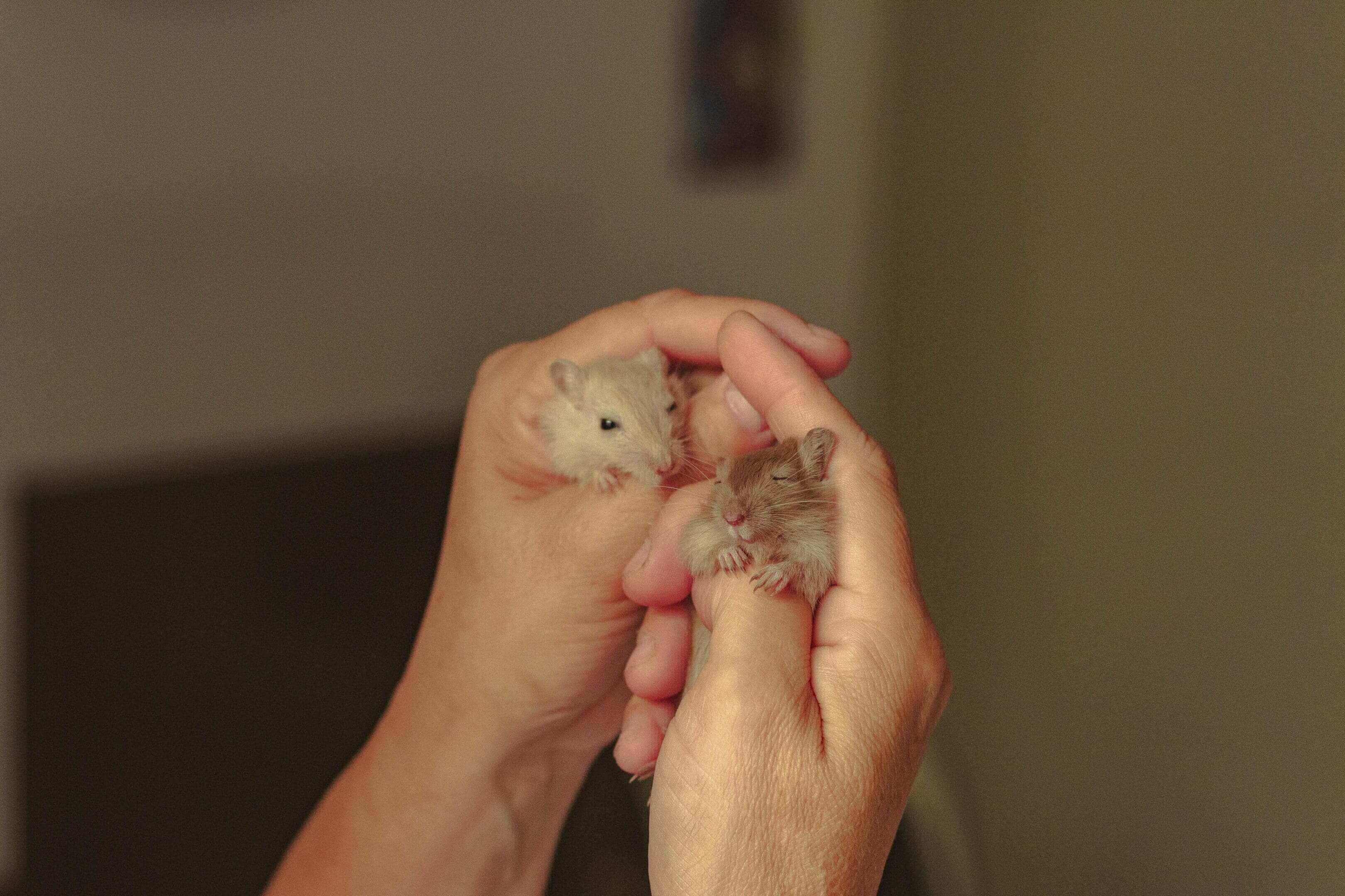 A person holding two pieces of food in their hands.