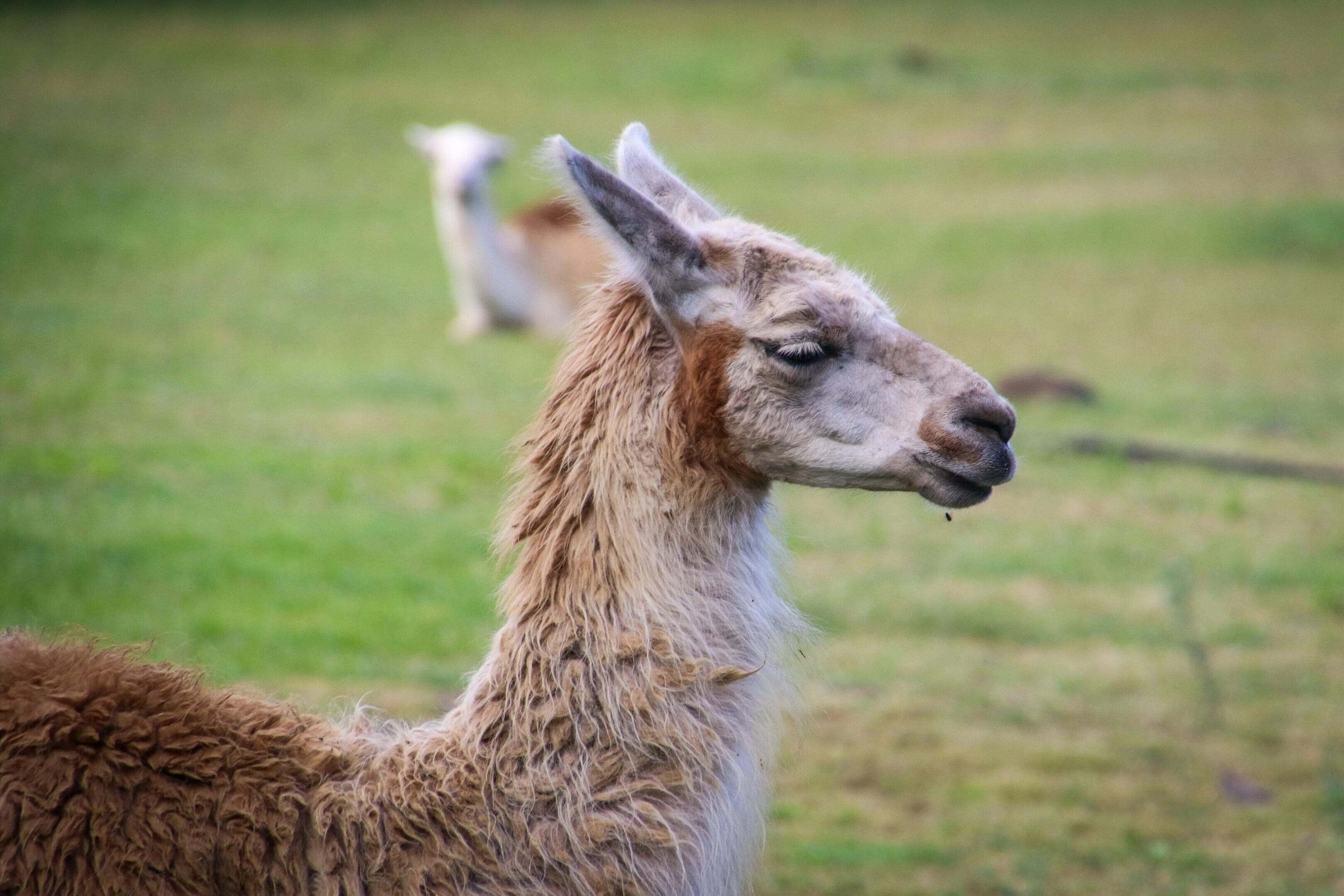 A llama standing in the grass with another animal behind it.