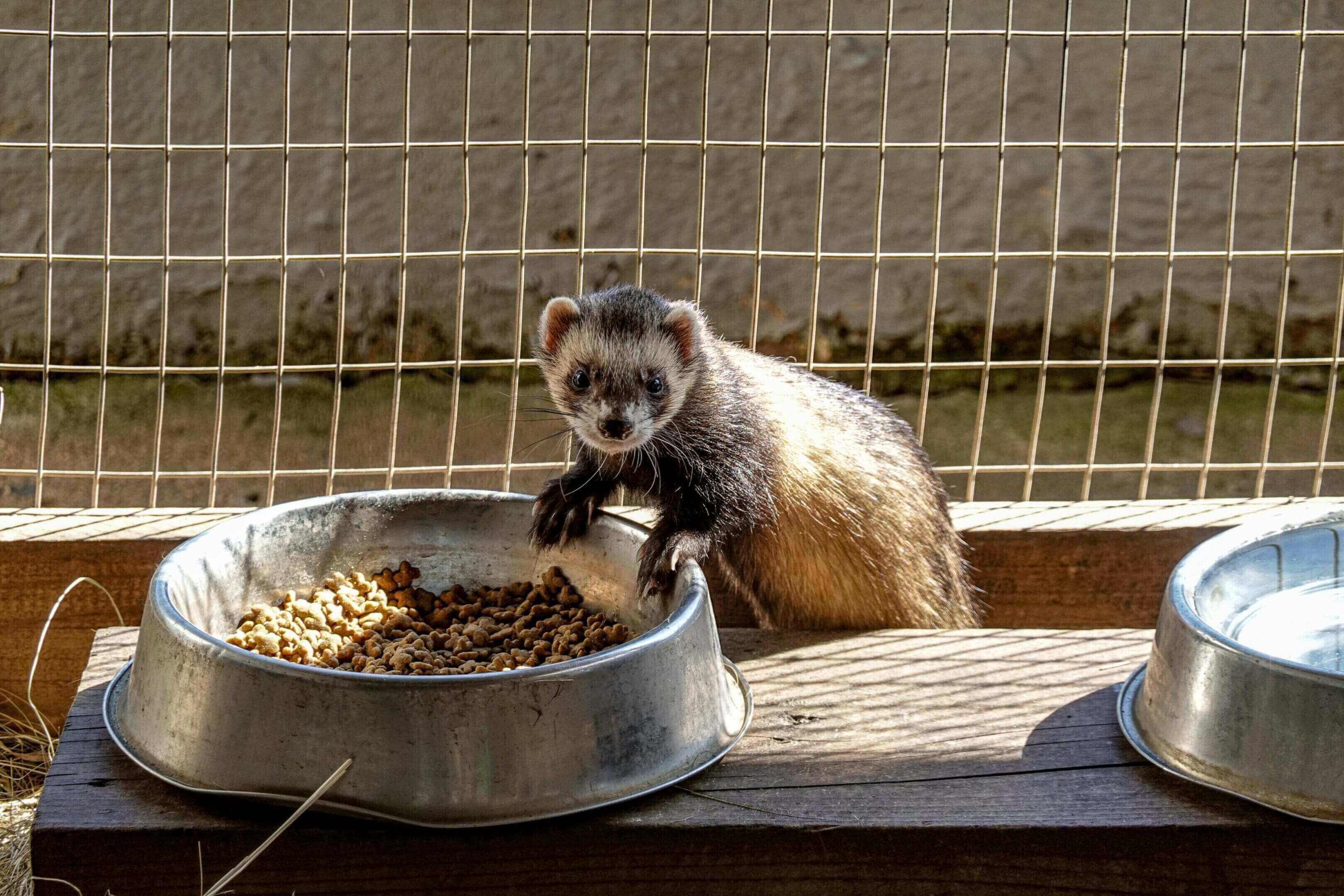A ferret standing on its hind legs in front of a bowl.