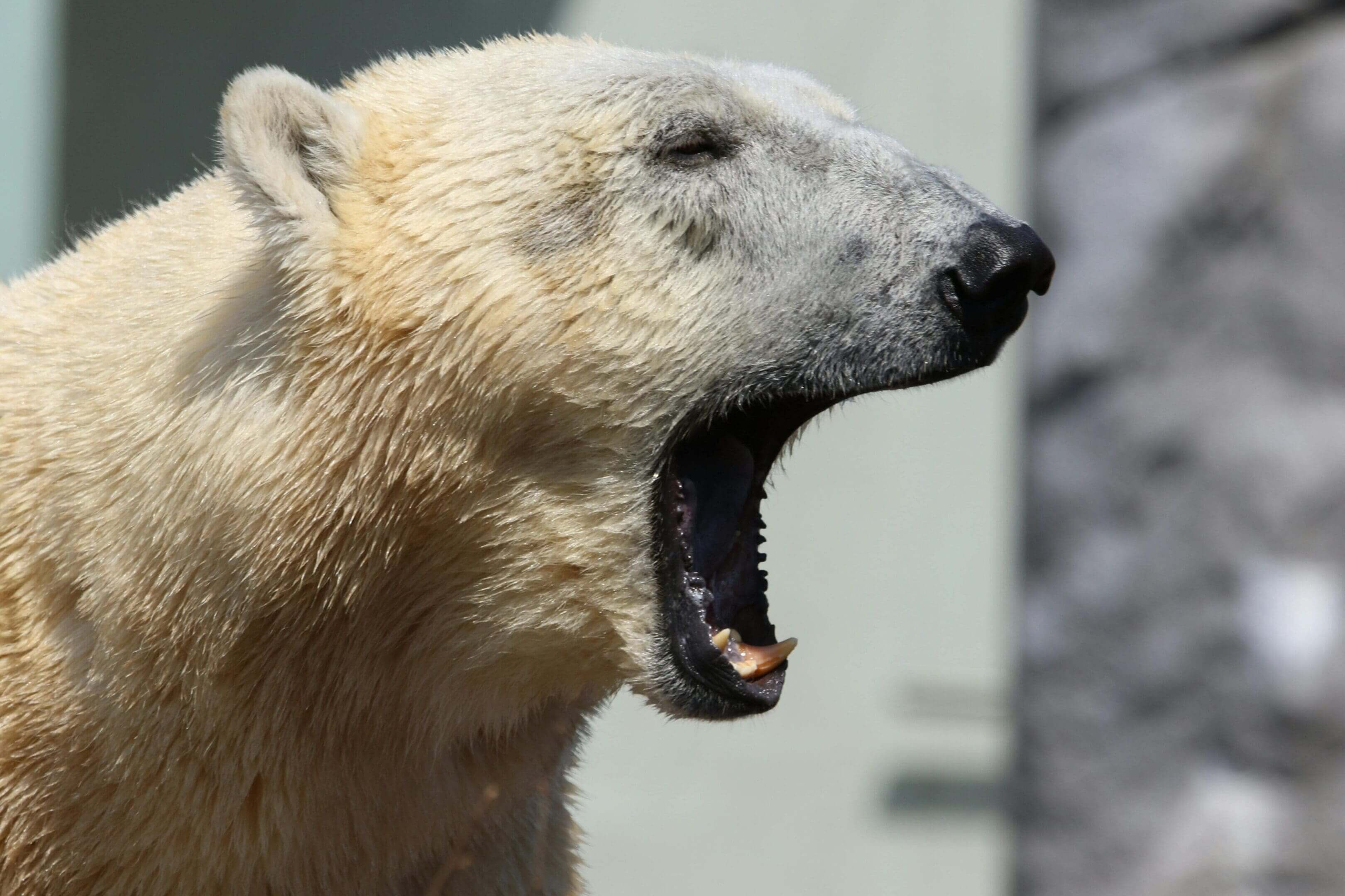 Yawning polar bear close-up profile.