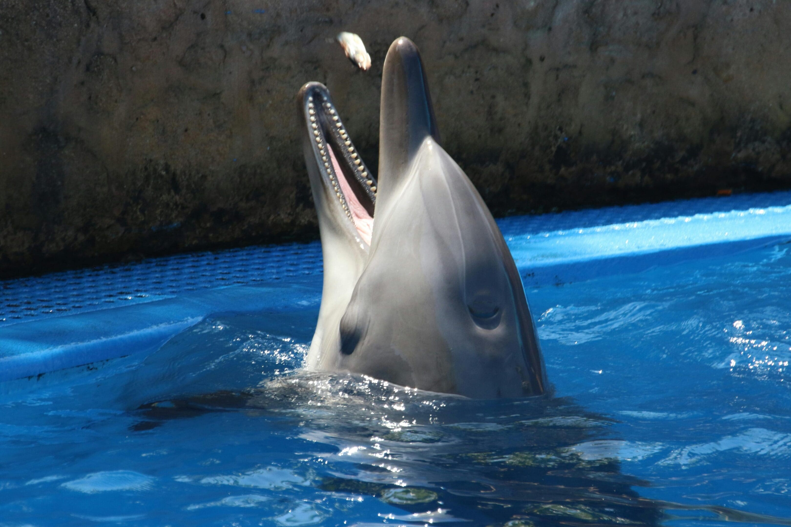 A dolphin is swimming in the water.