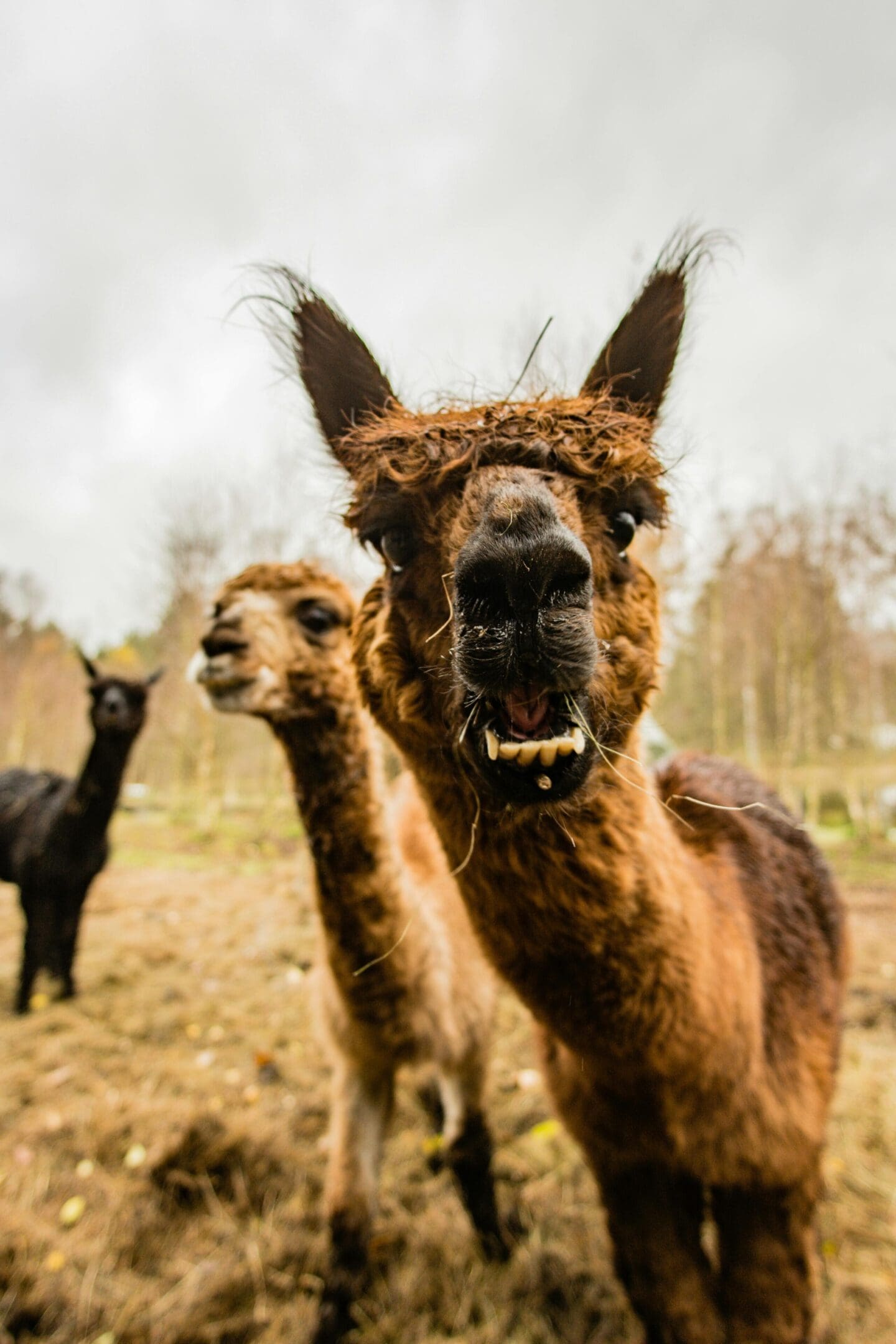 A group of llamas standing on top of a grass covered field.