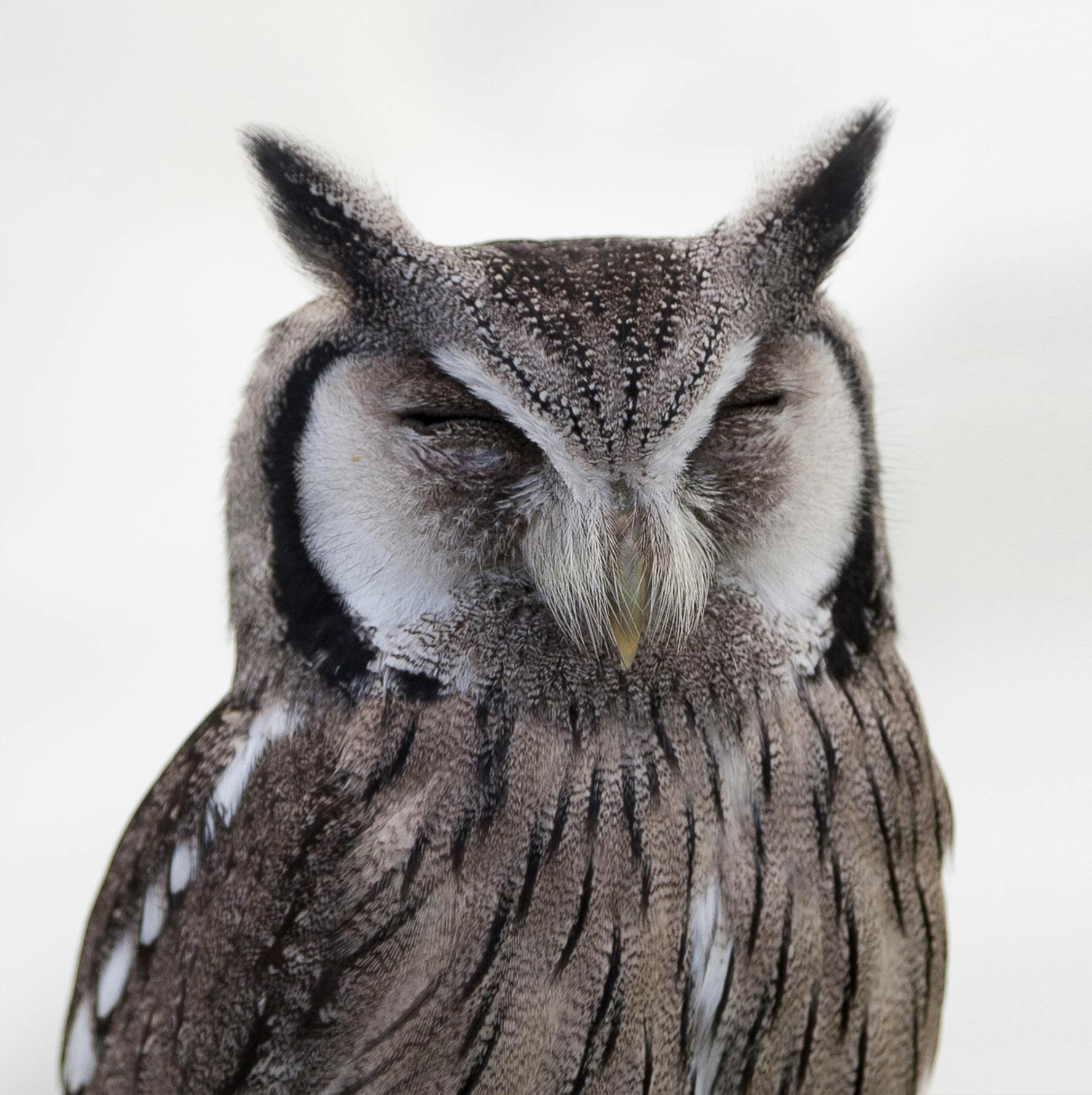 A close up of an owl with its eyes closed