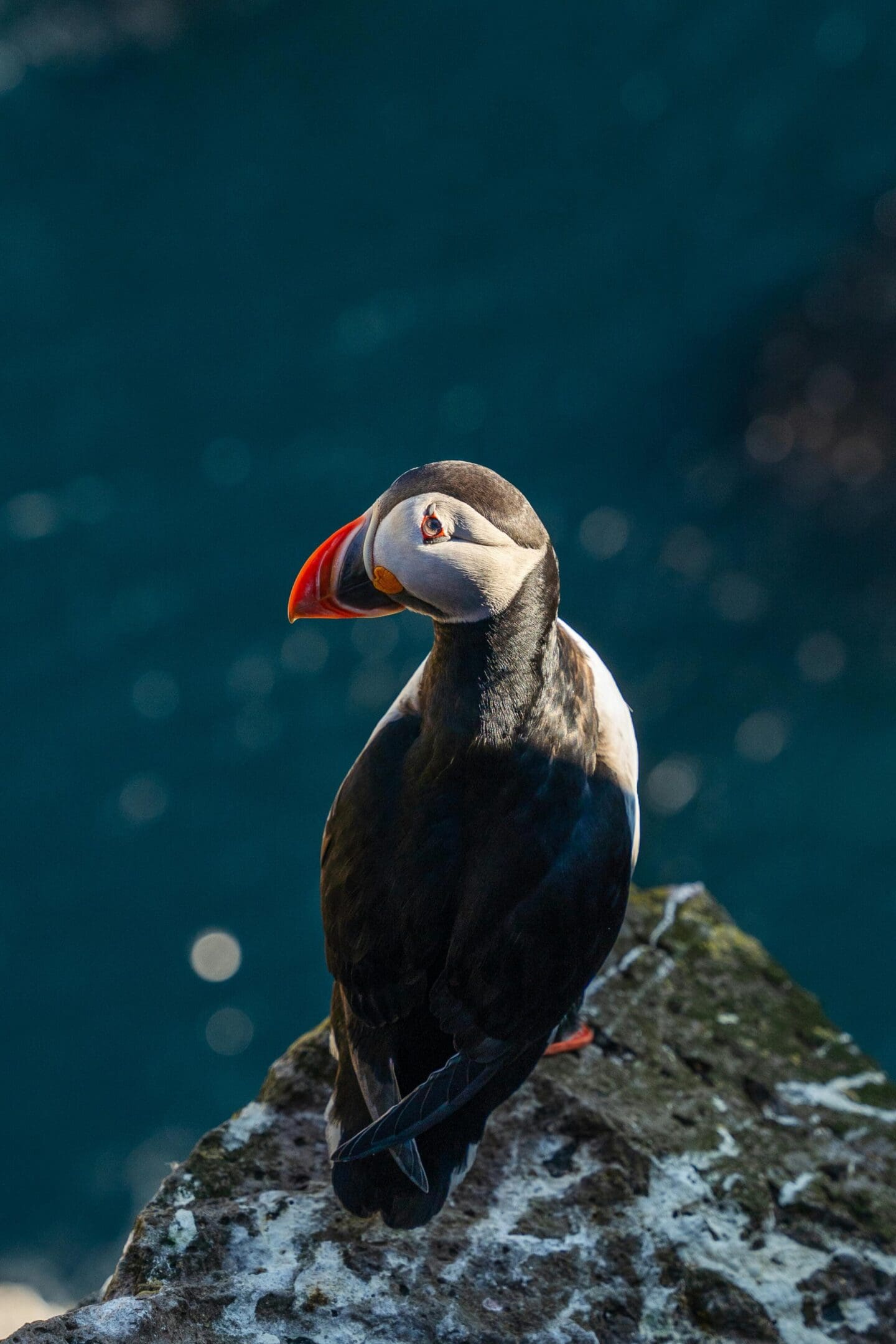 Atlantic puffin perched on rock near ocean.