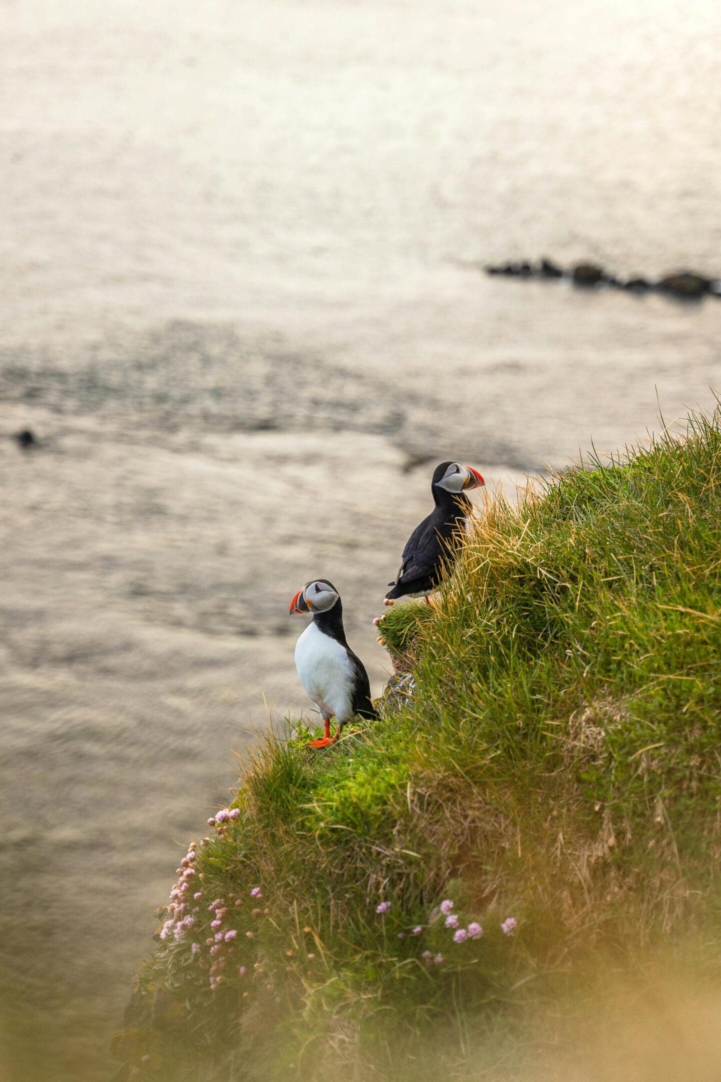 Two puffins perched on grassy cliff.