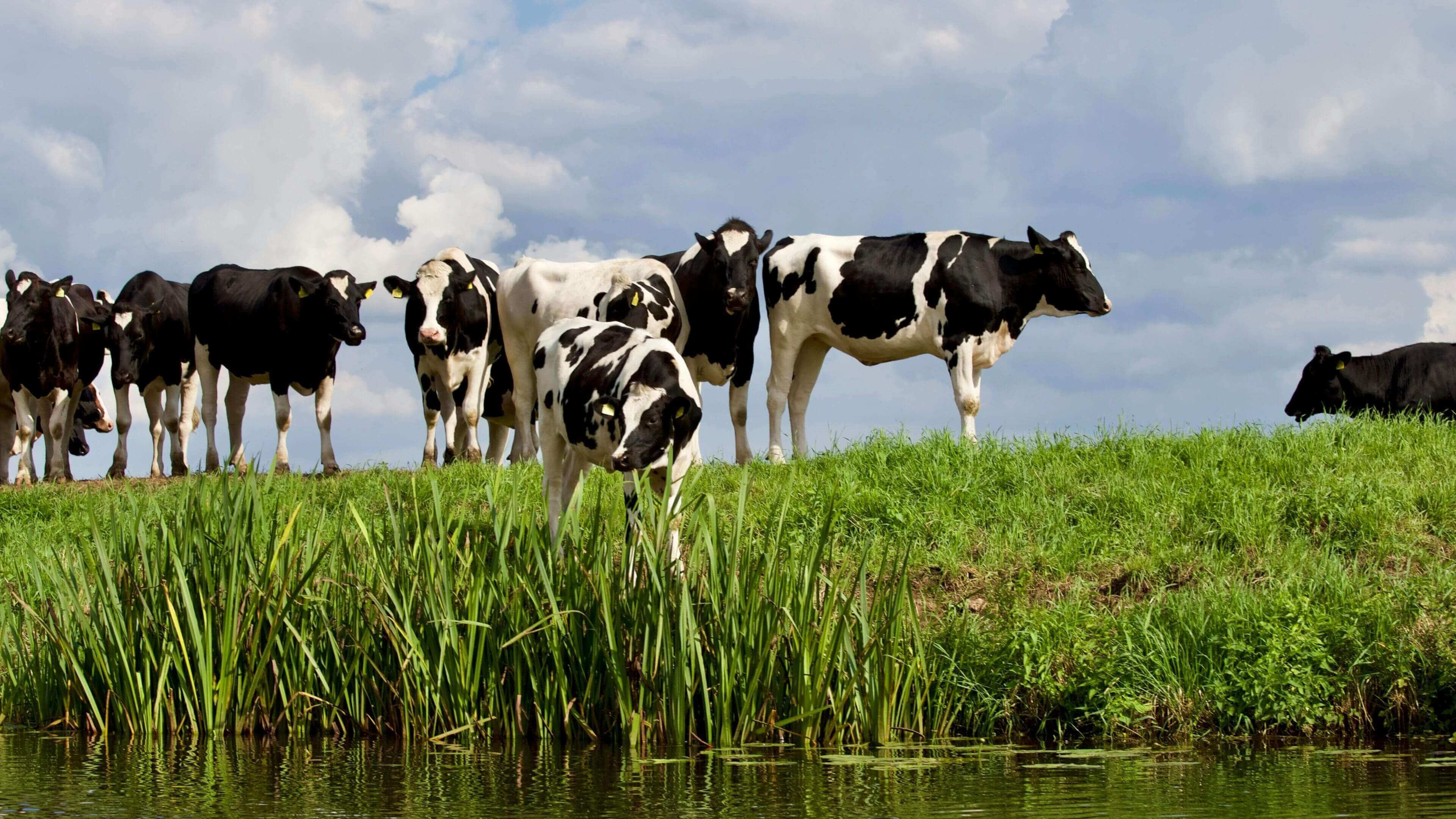 A herd of cows standing on top of a grass covered field.