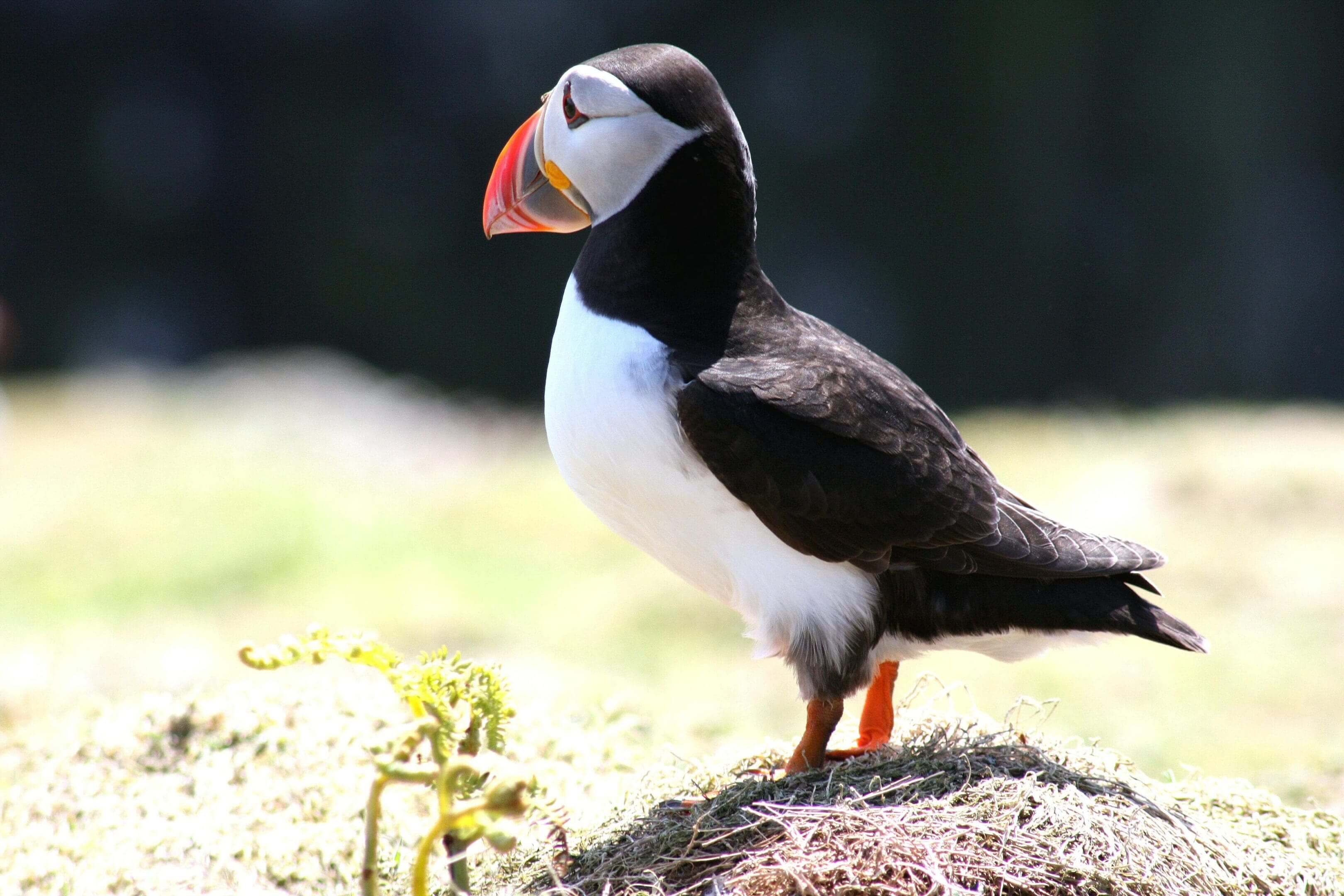 Atlantic puffin standing on grass.