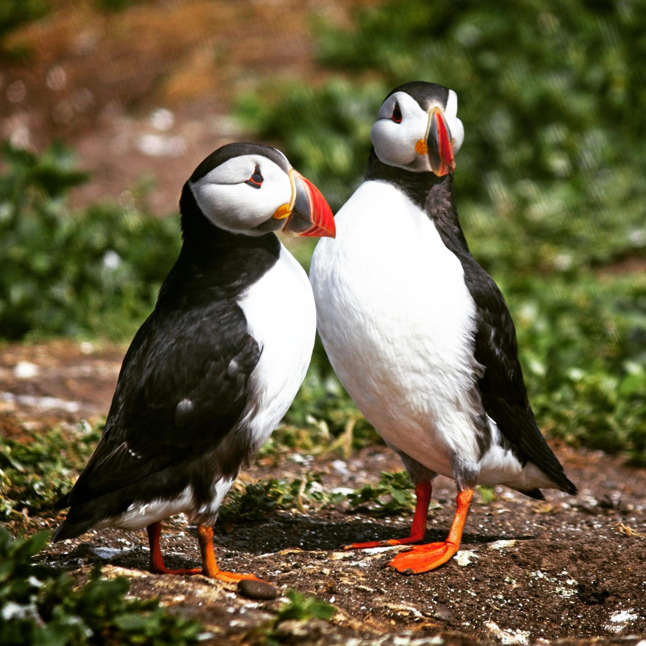Two Atlantic puffins standing together.