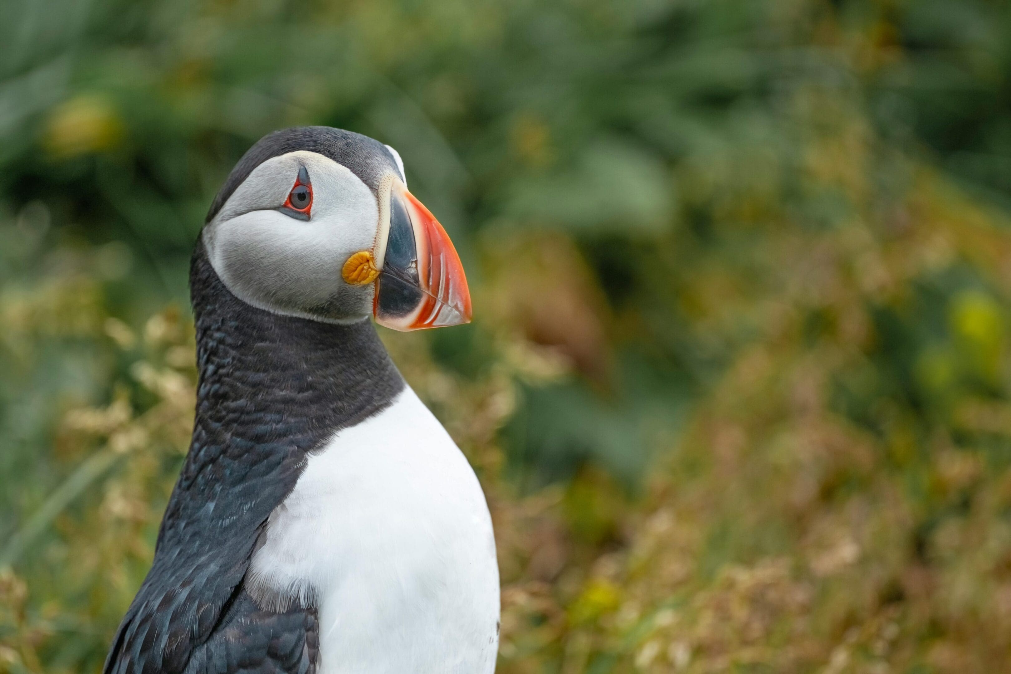 Atlantic puffin in green foliage.