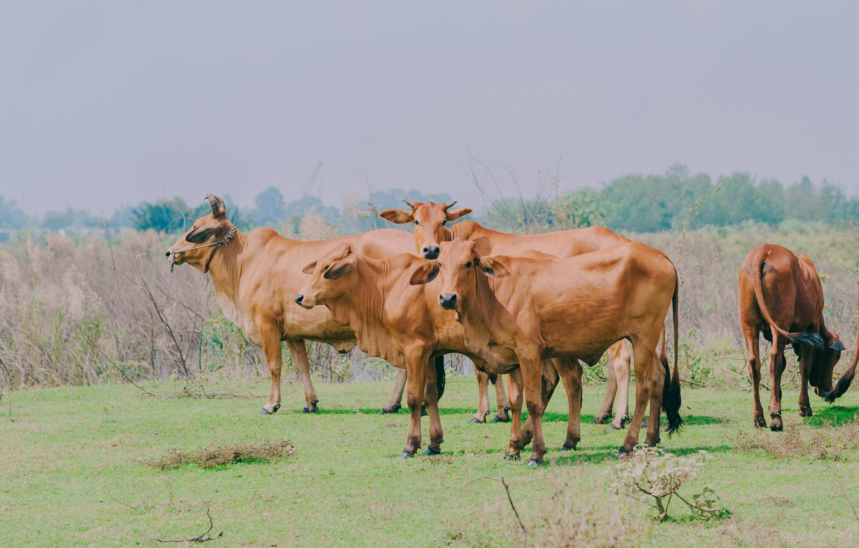 A group of cows standing in the grass.