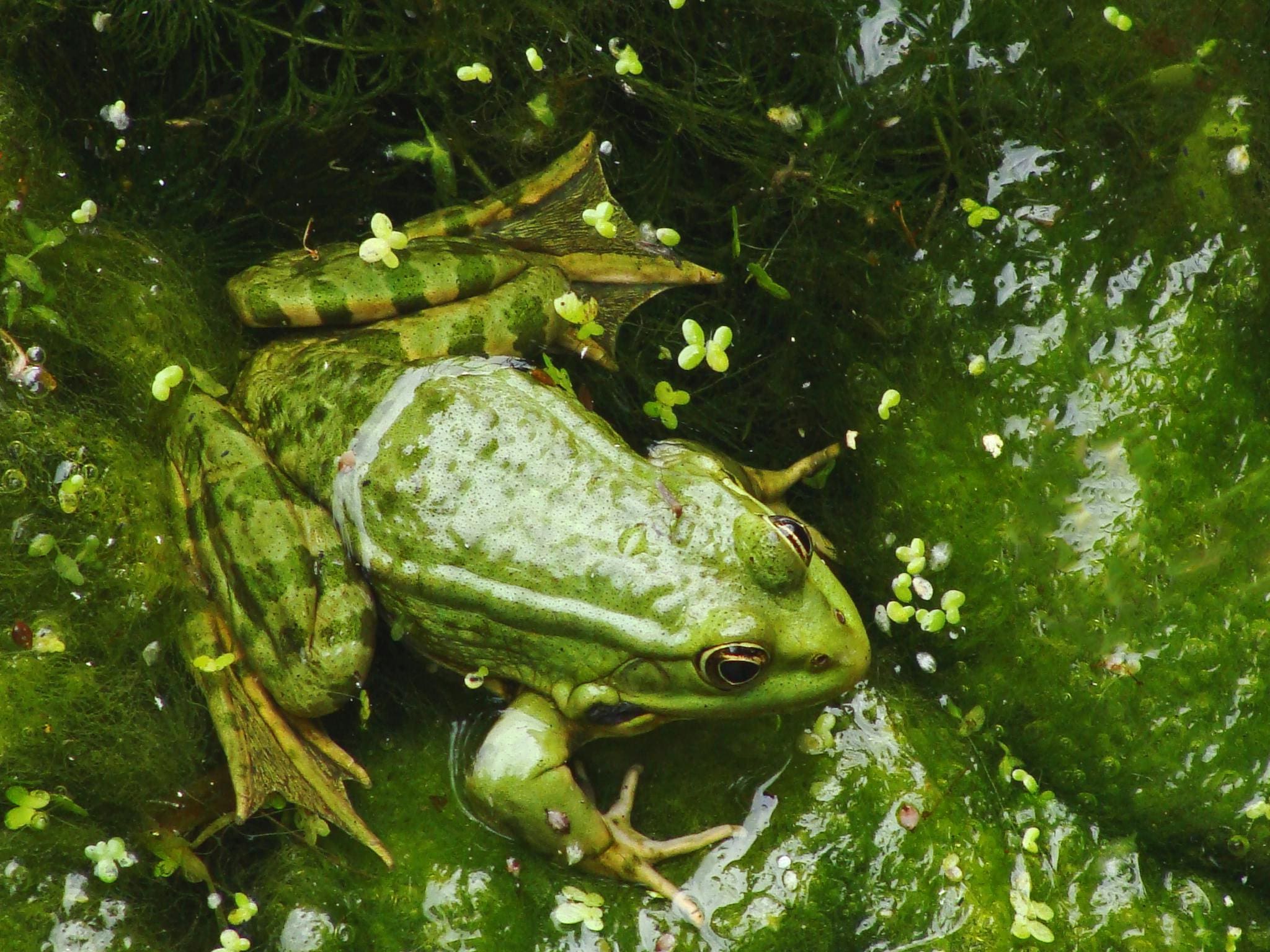 Green frog in green pond algae.