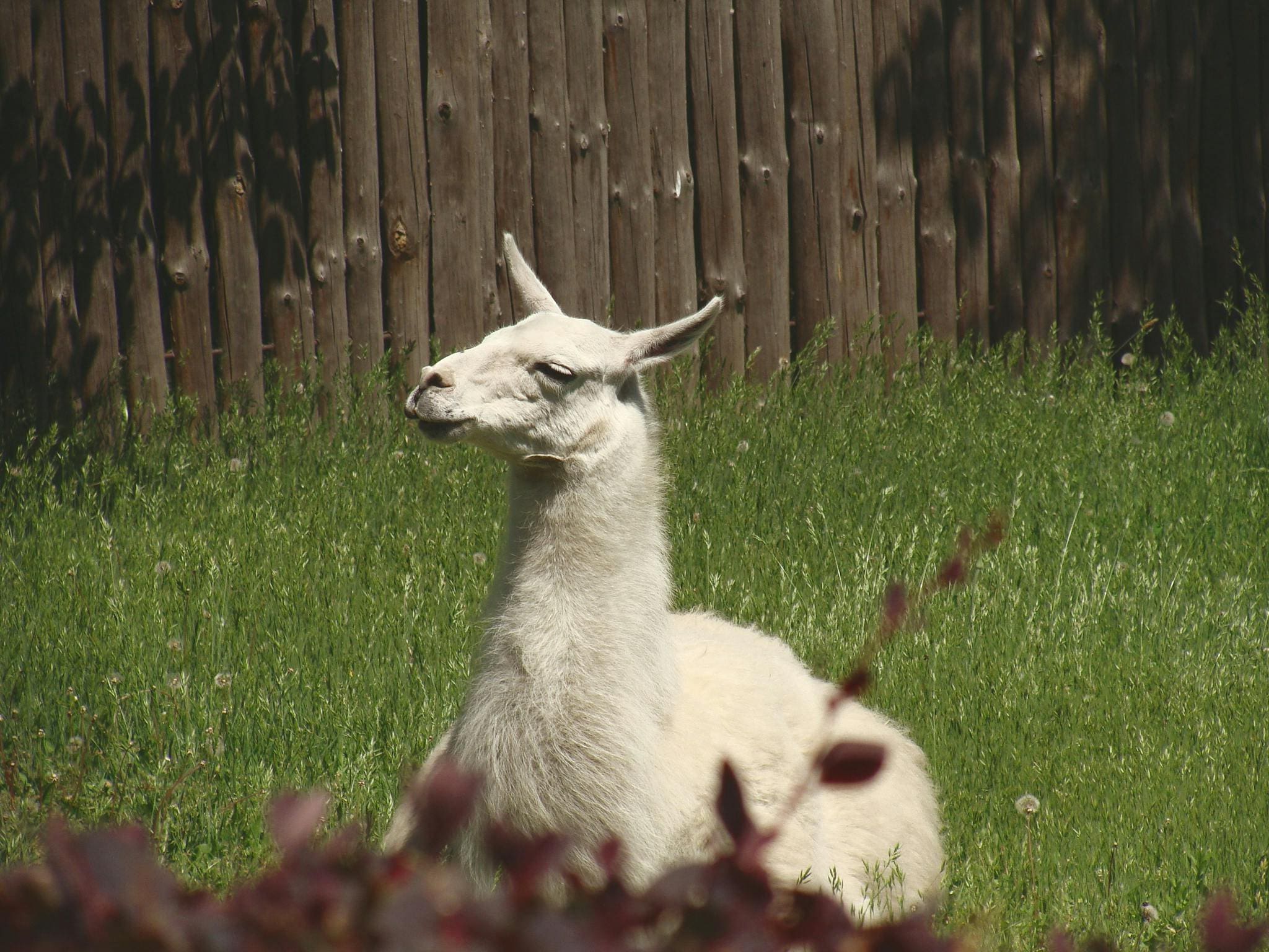 A llama sitting in the grass near some bushes.