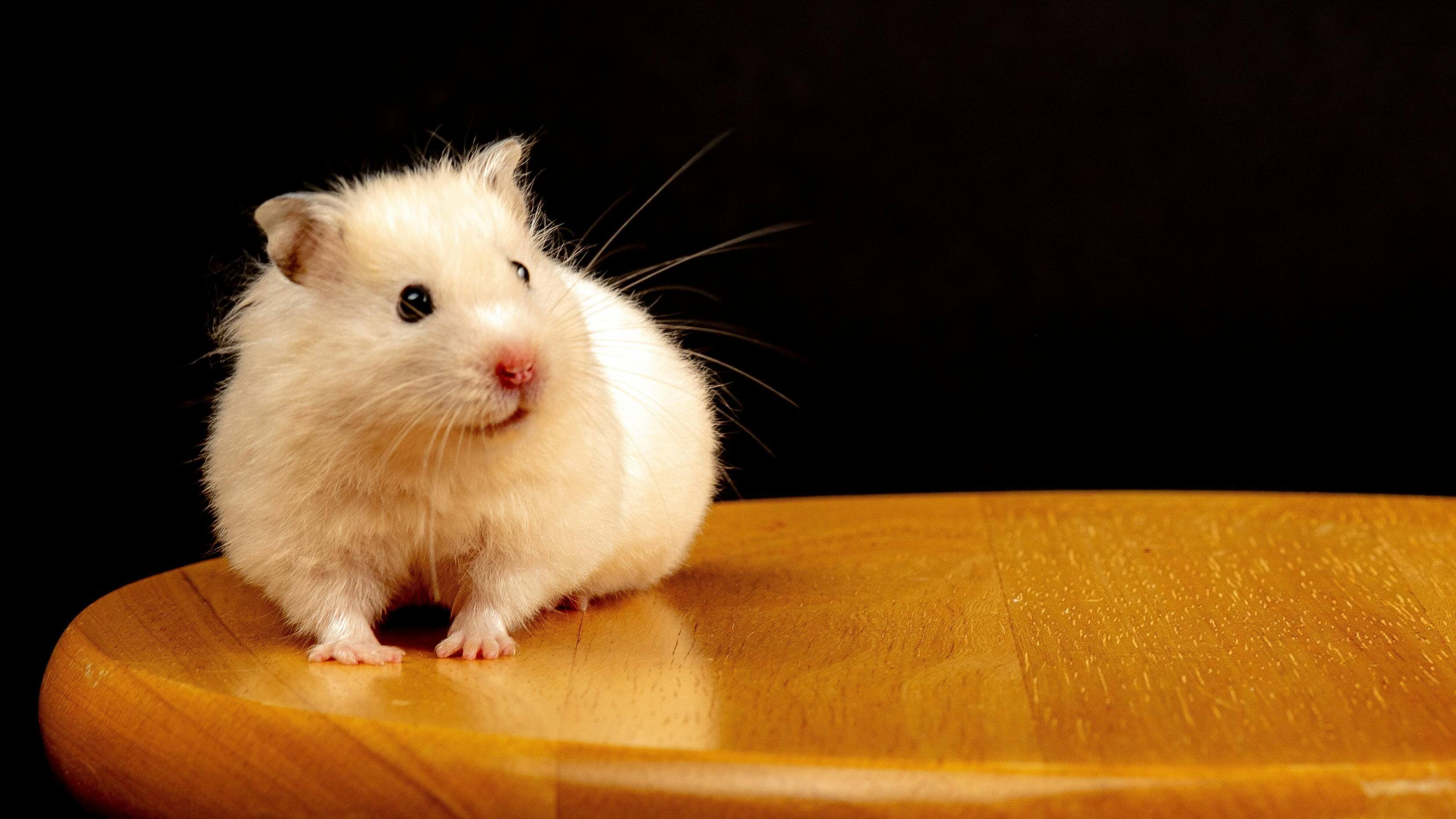 A white hamster sitting on top of a wooden table.