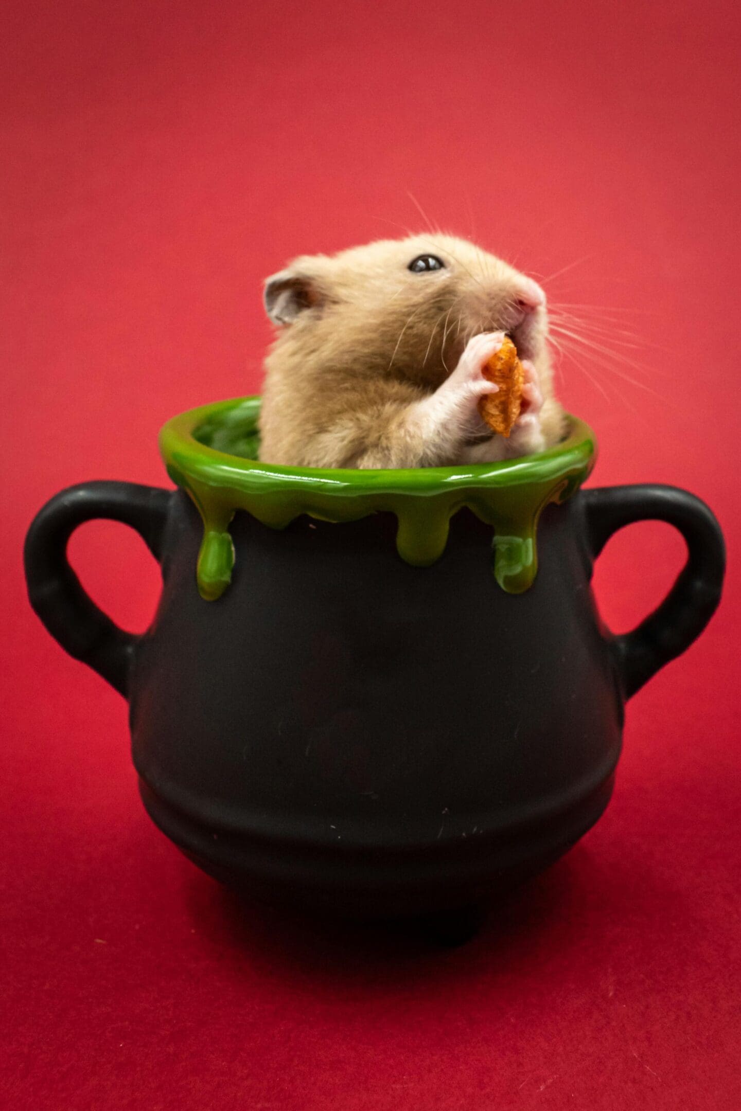 A hamster sitting inside of a black pot.