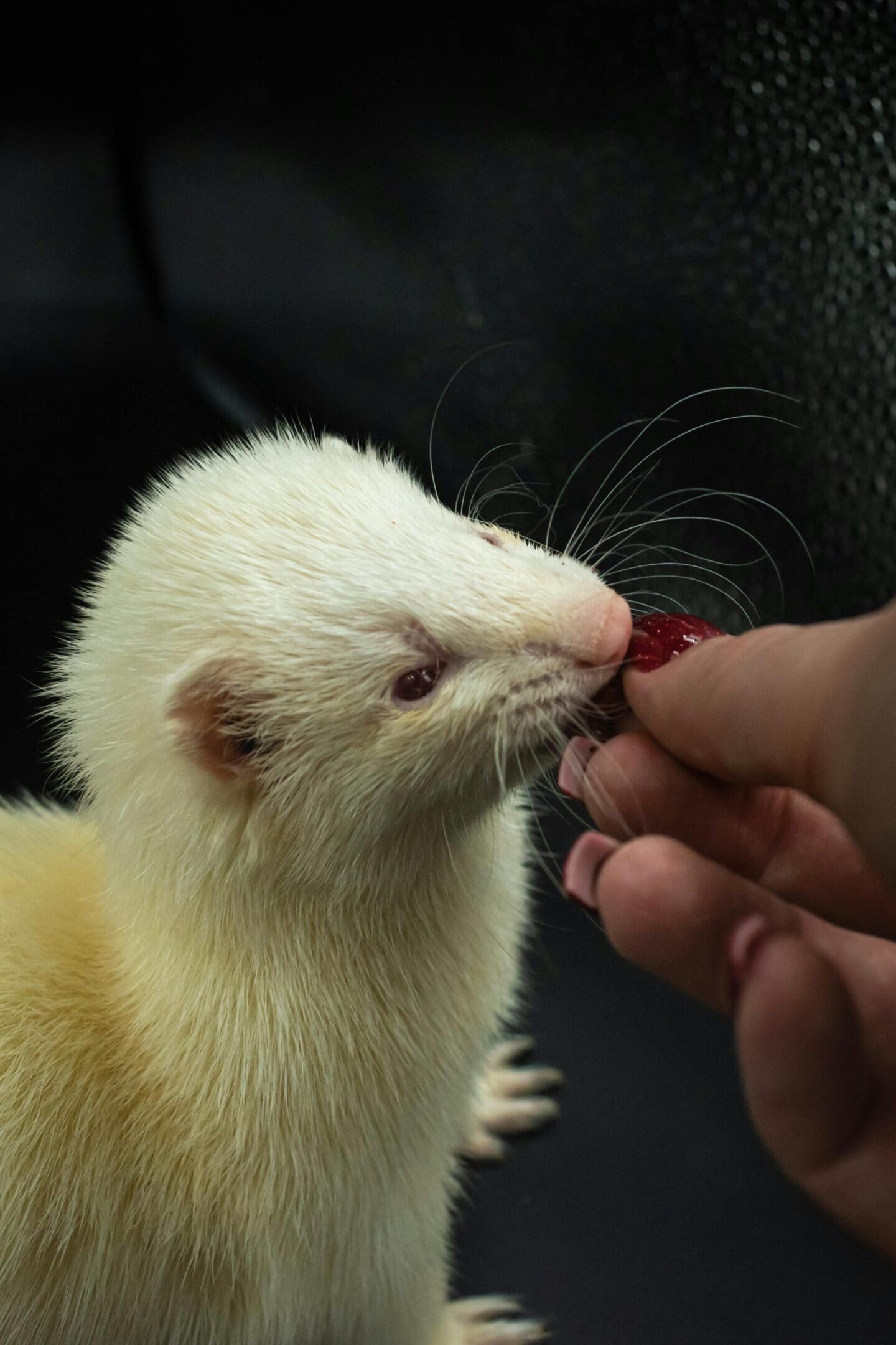 A person feeding a ferret food from their hand.