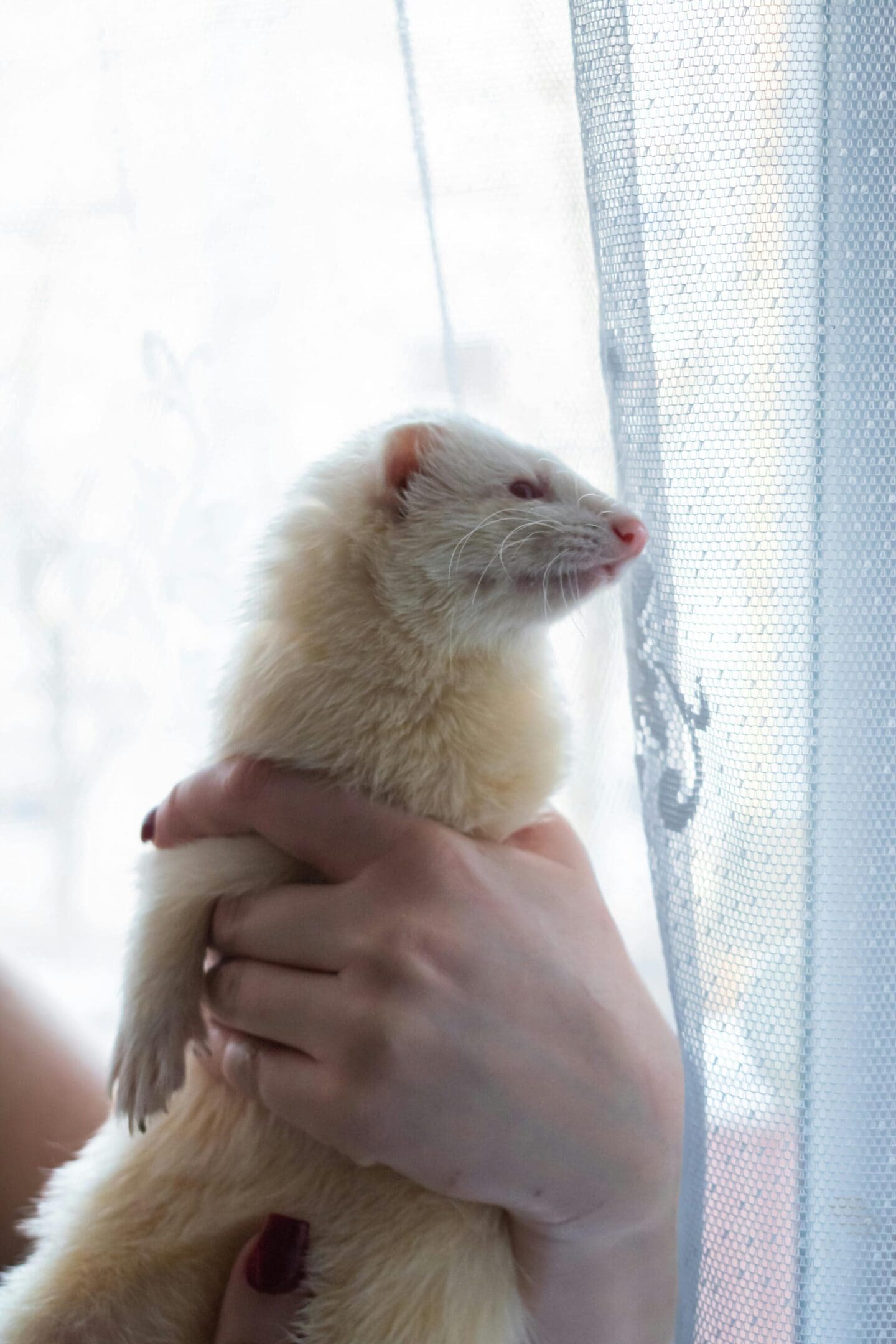 A person holding a white ferret in their arms.