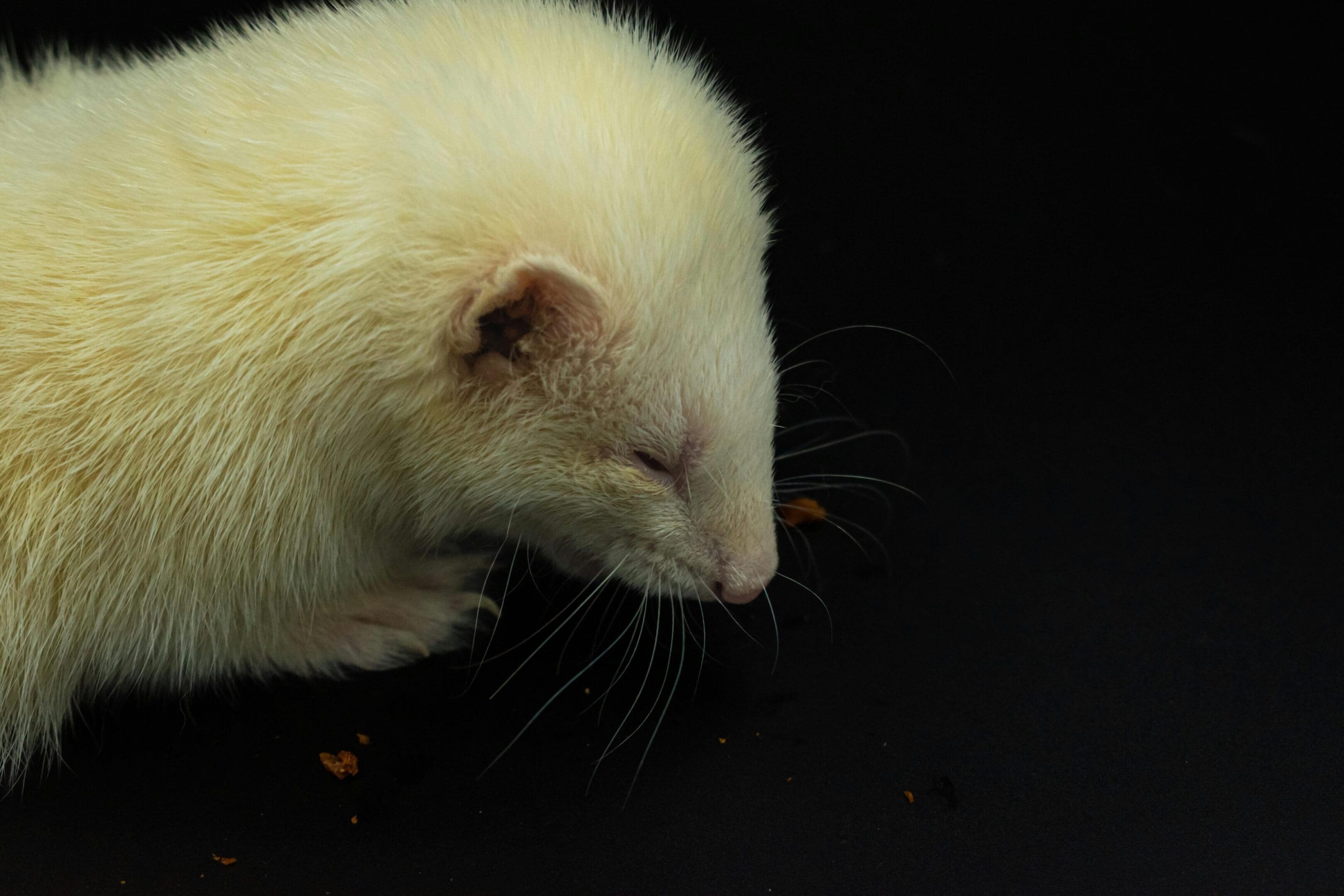 A white ferret is looking down at the ground.