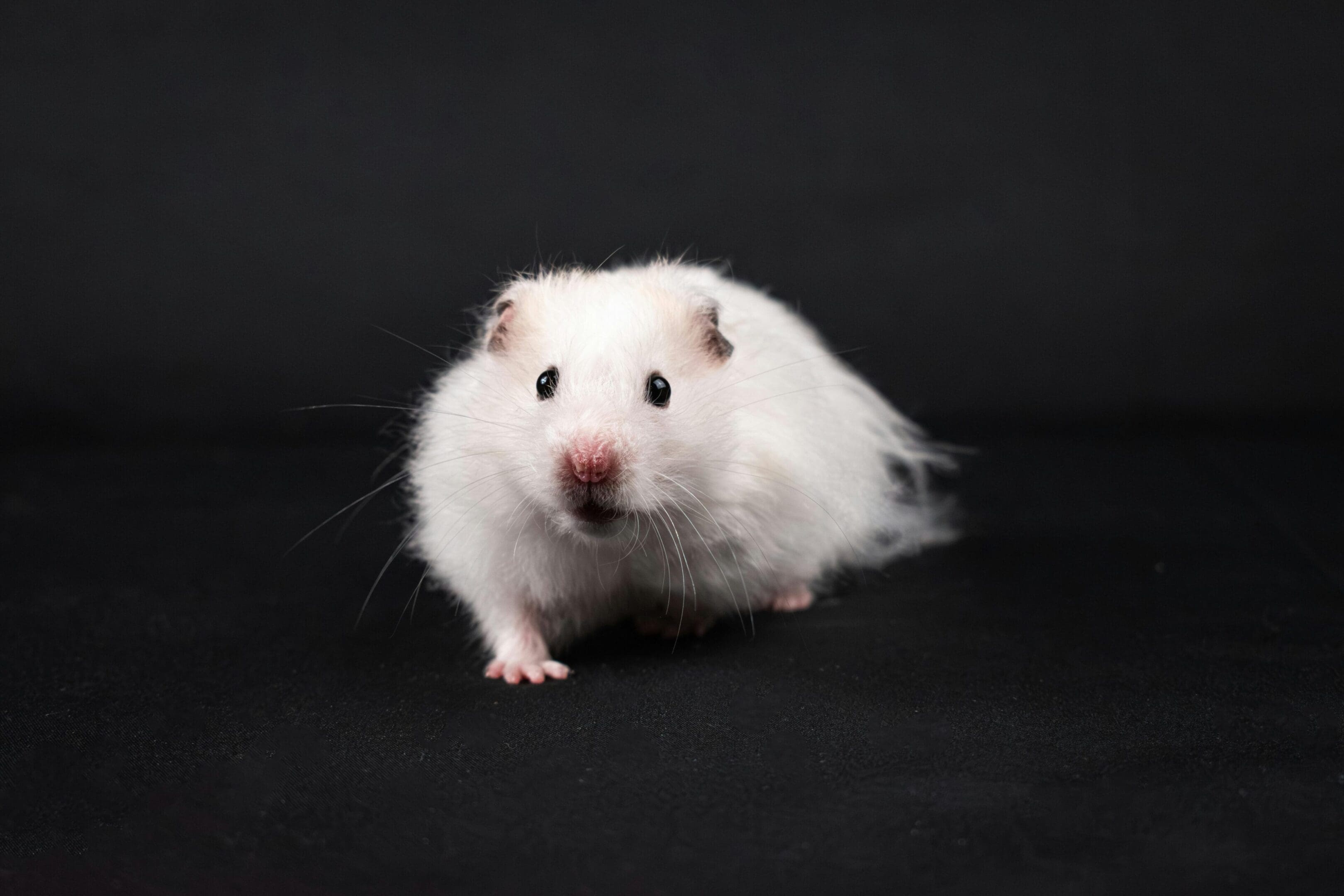 A white hamster is standing on its hind legs.