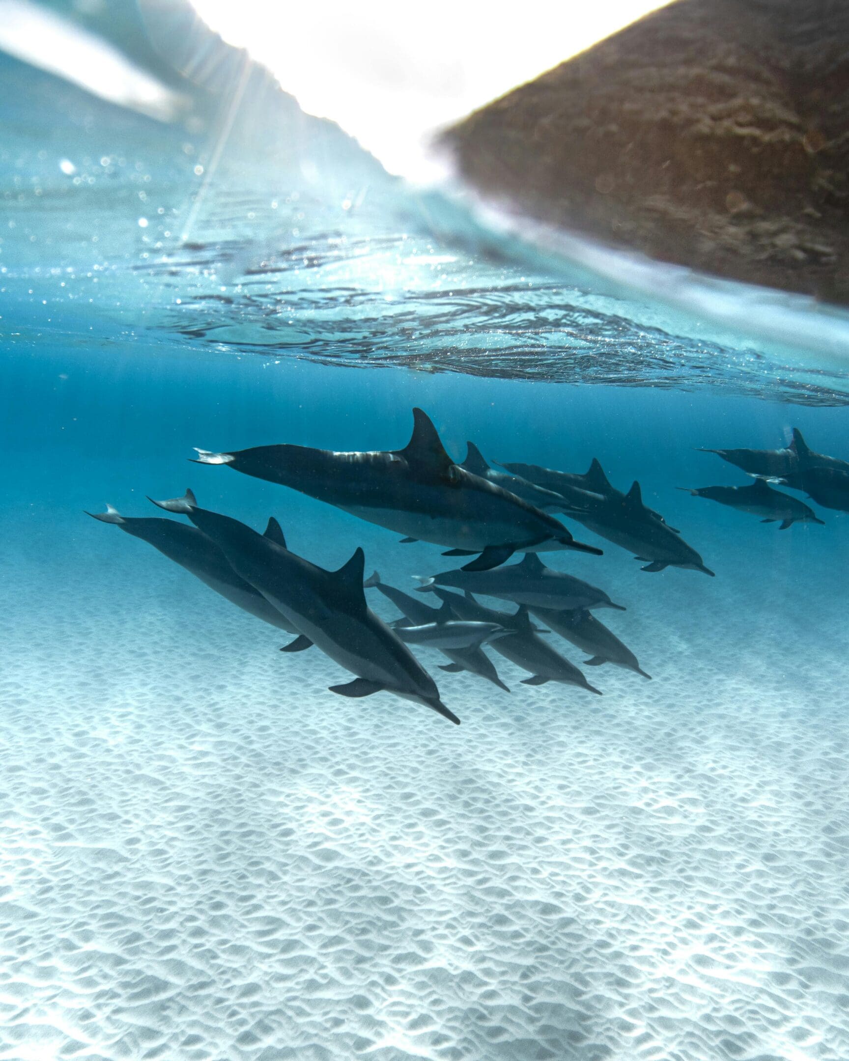 A group of dolphins swimming in the ocean.