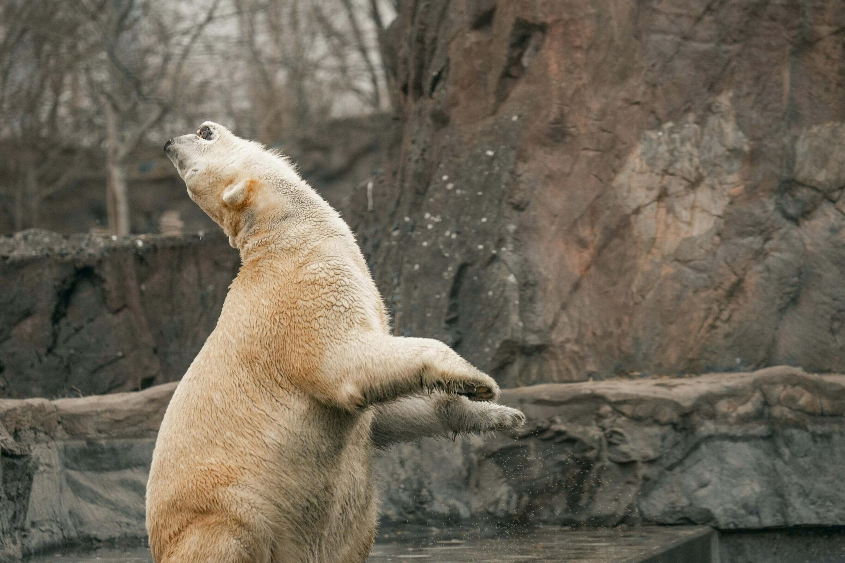 Polar bear playfully splashing water.