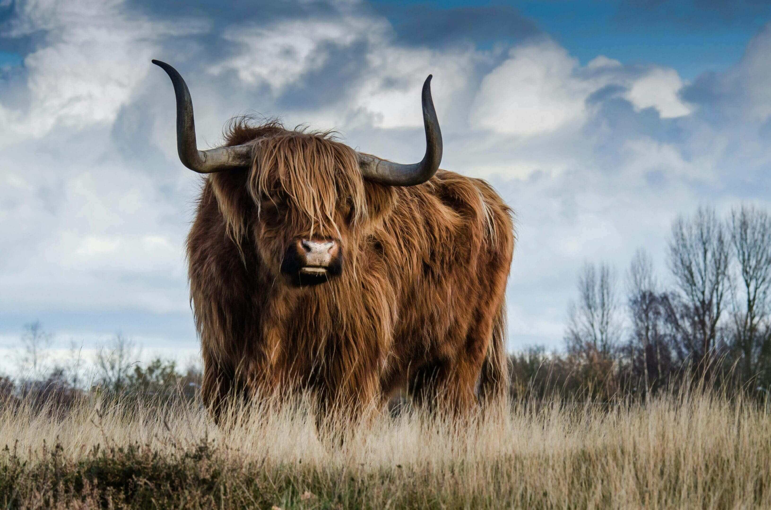 A yak with horns standing in the grass.