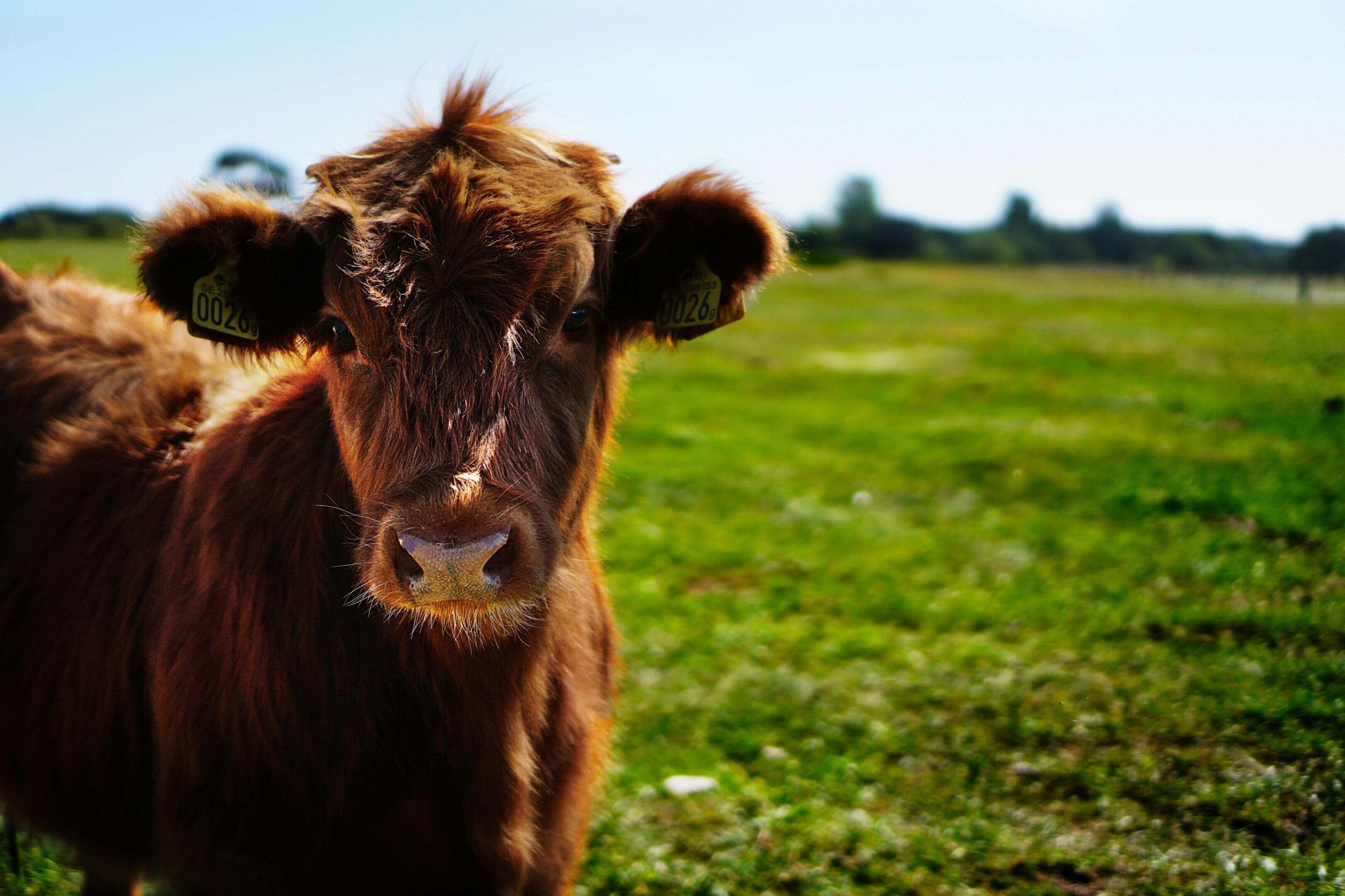 A brown cow standing in the grass with its head turned to the side.