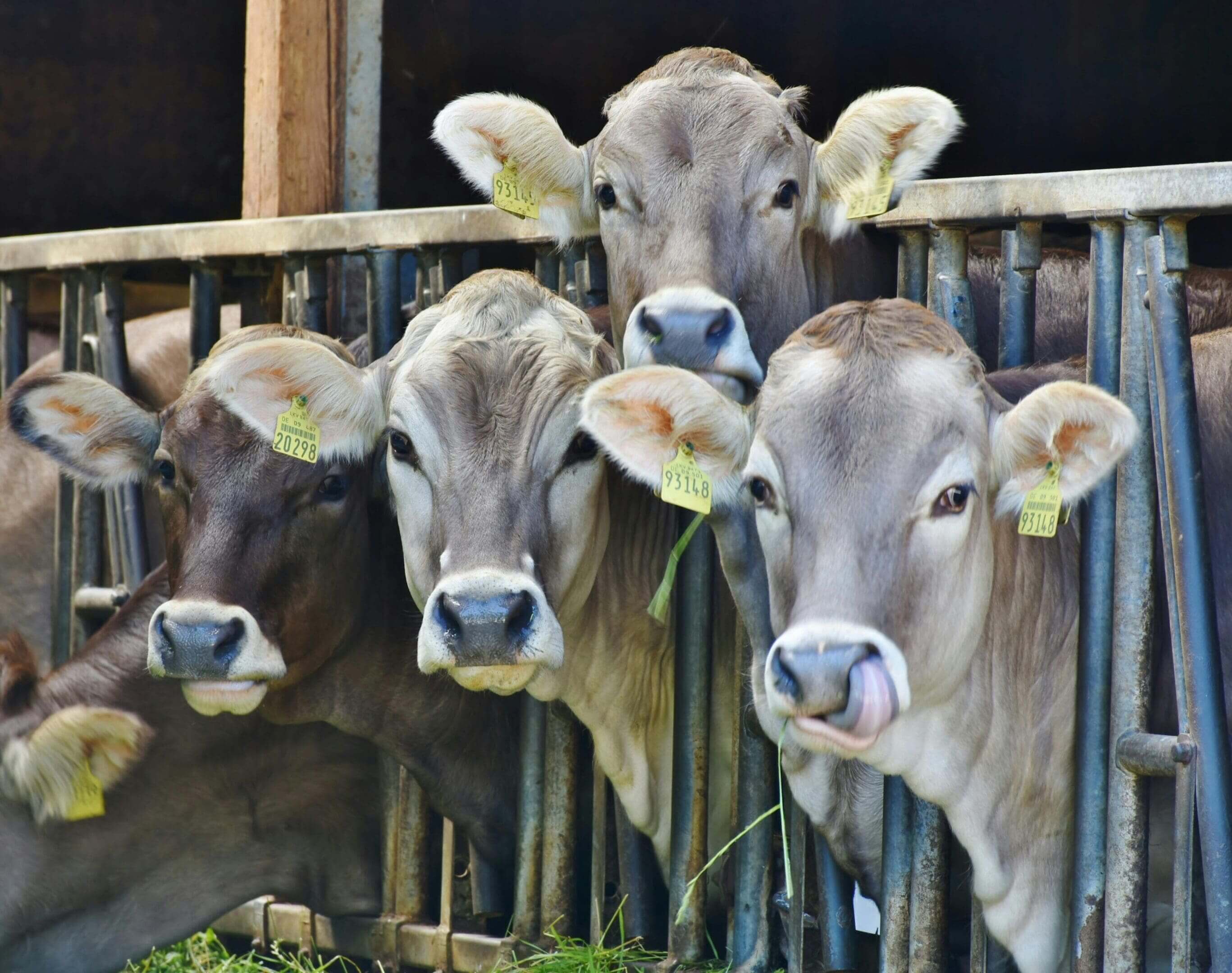A group of cows standing next to each other.