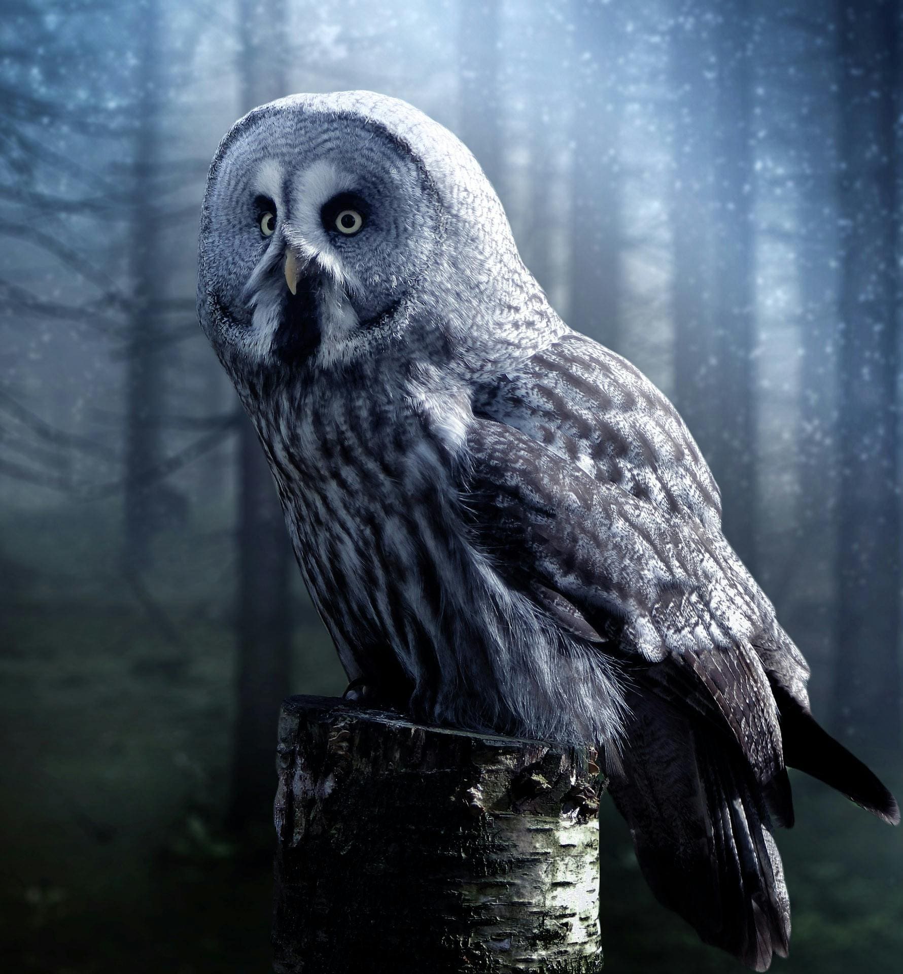 A owl sitting on top of a tree stump.