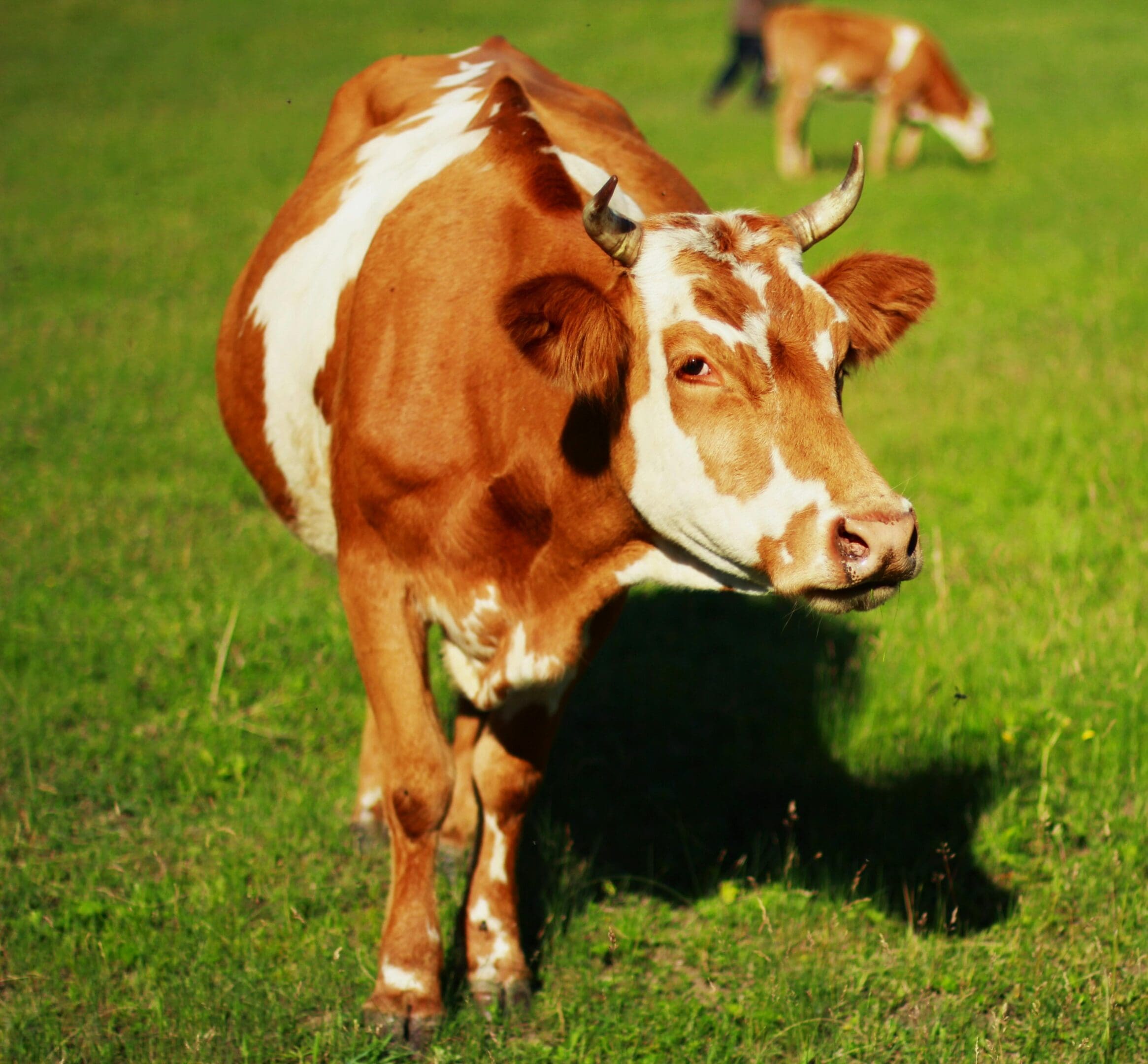 A brown and white cow standing in the grass.