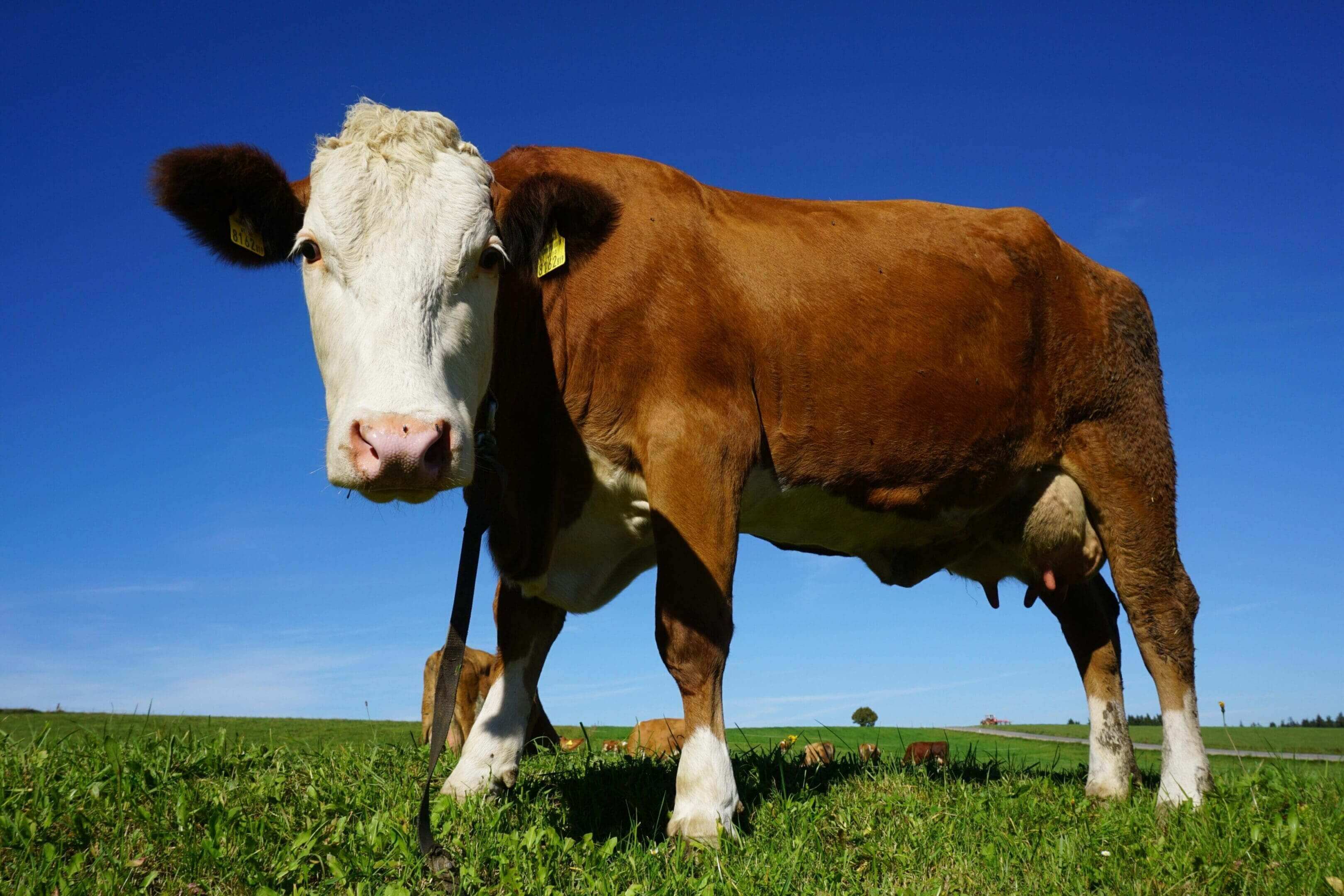 A brown and white cow standing in the grass.