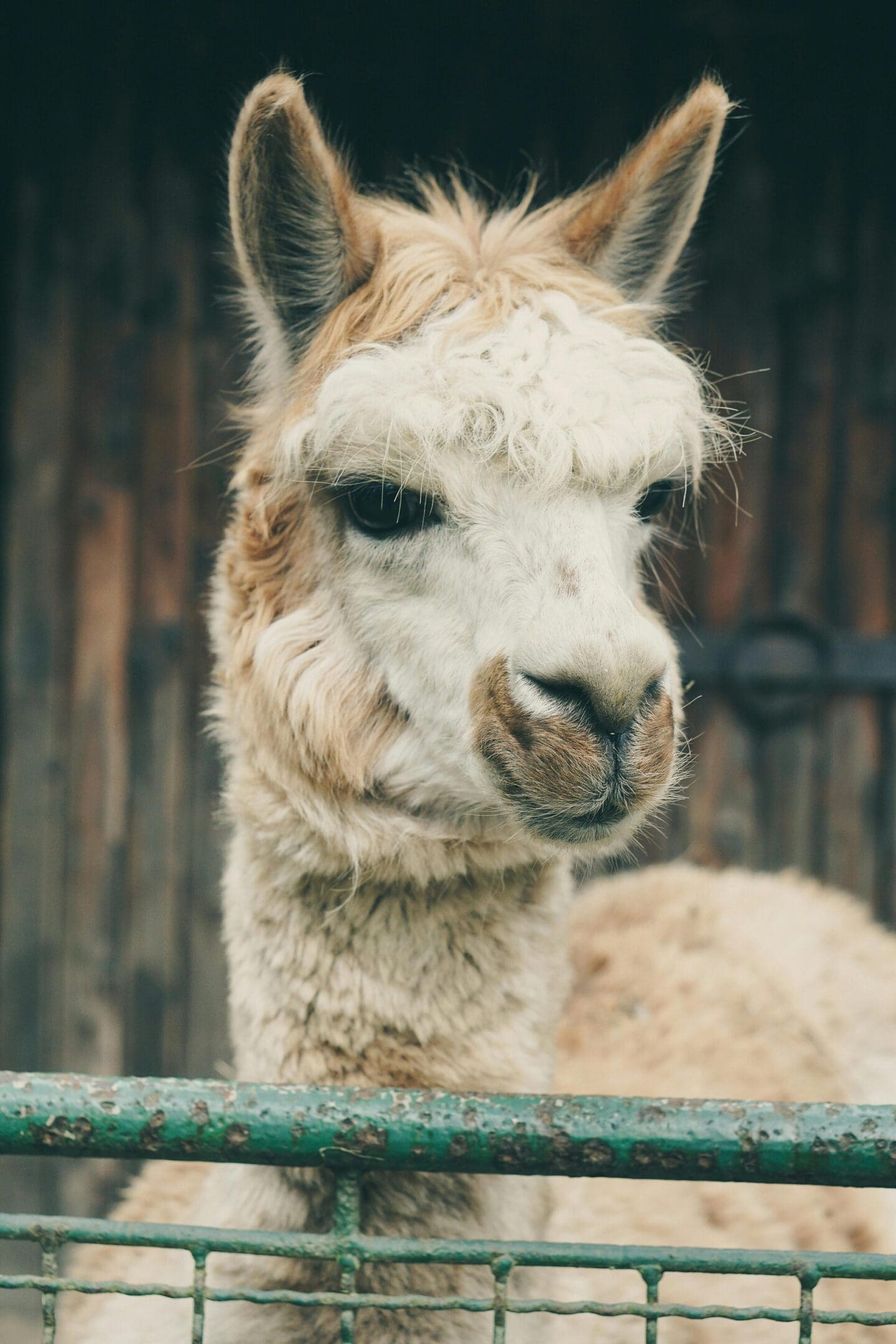 A close up of an animal with its head down