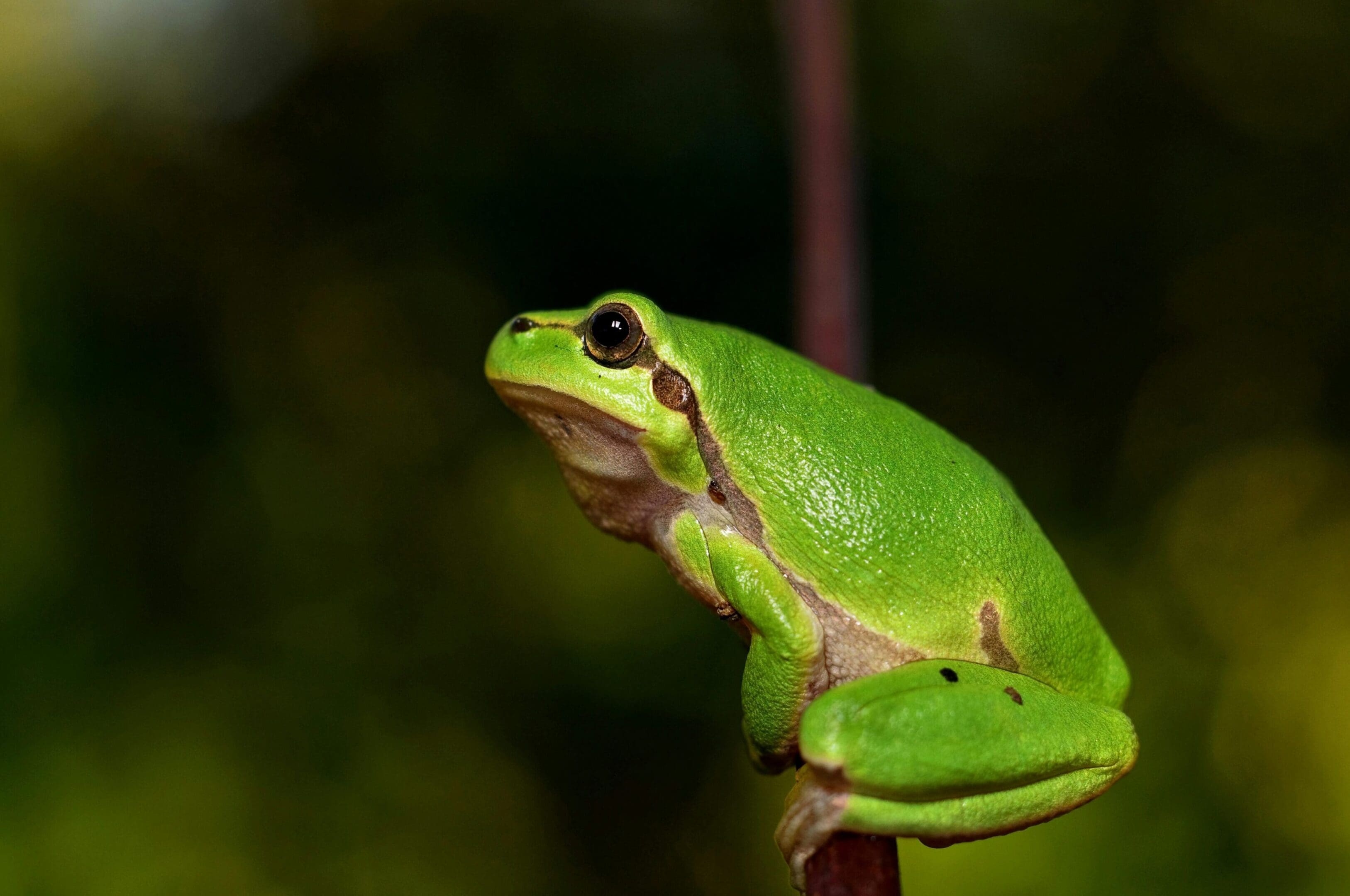 Green tree frog perched on branch.