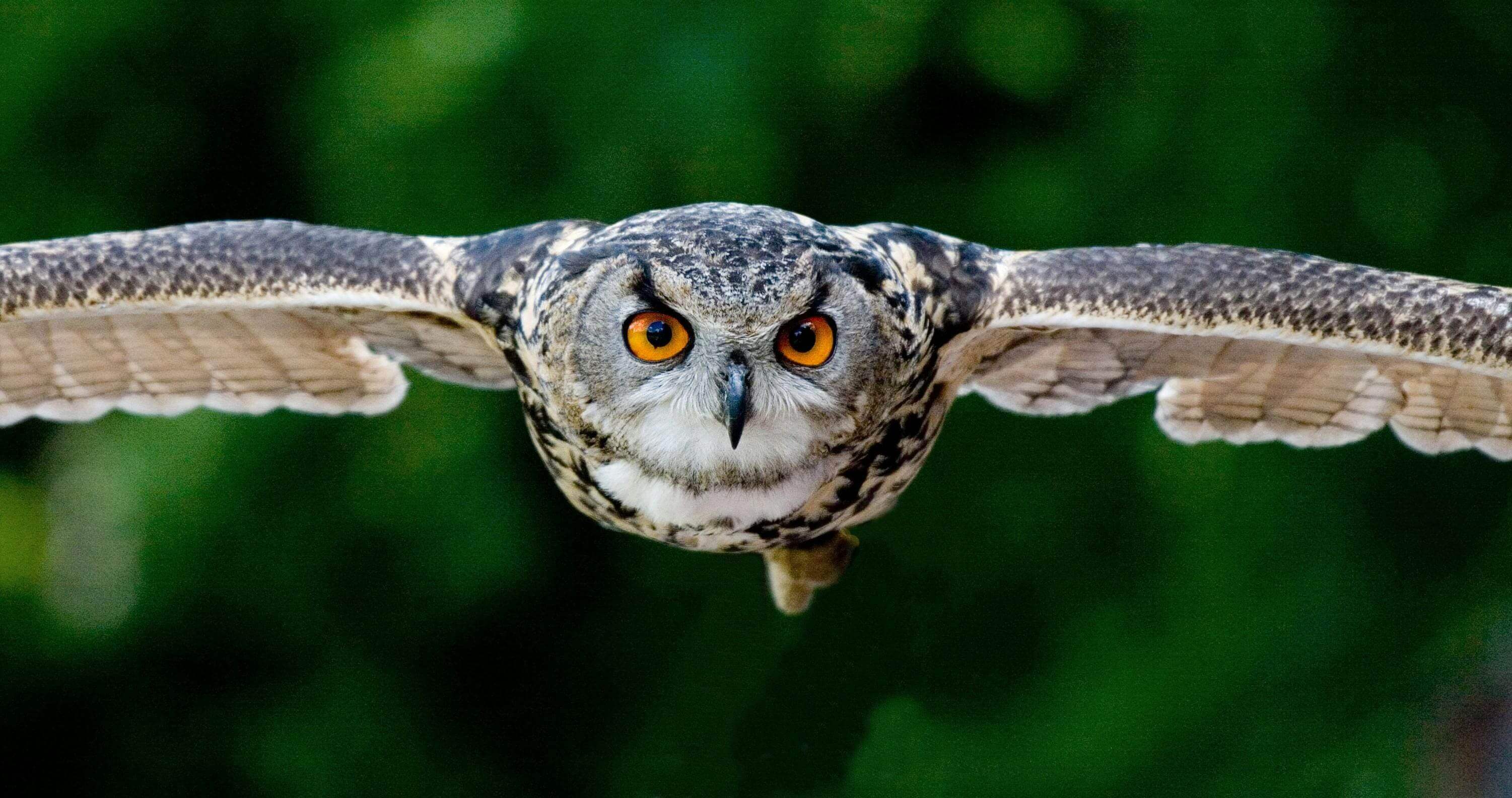 An owl flying through the air with its wings spread.
