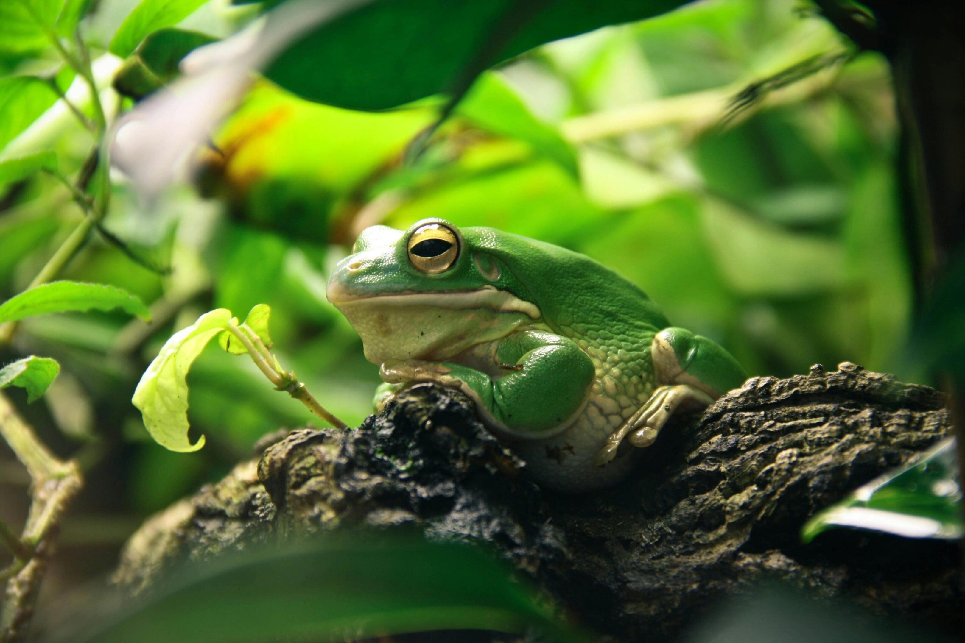 Green tree frog resting on wood.