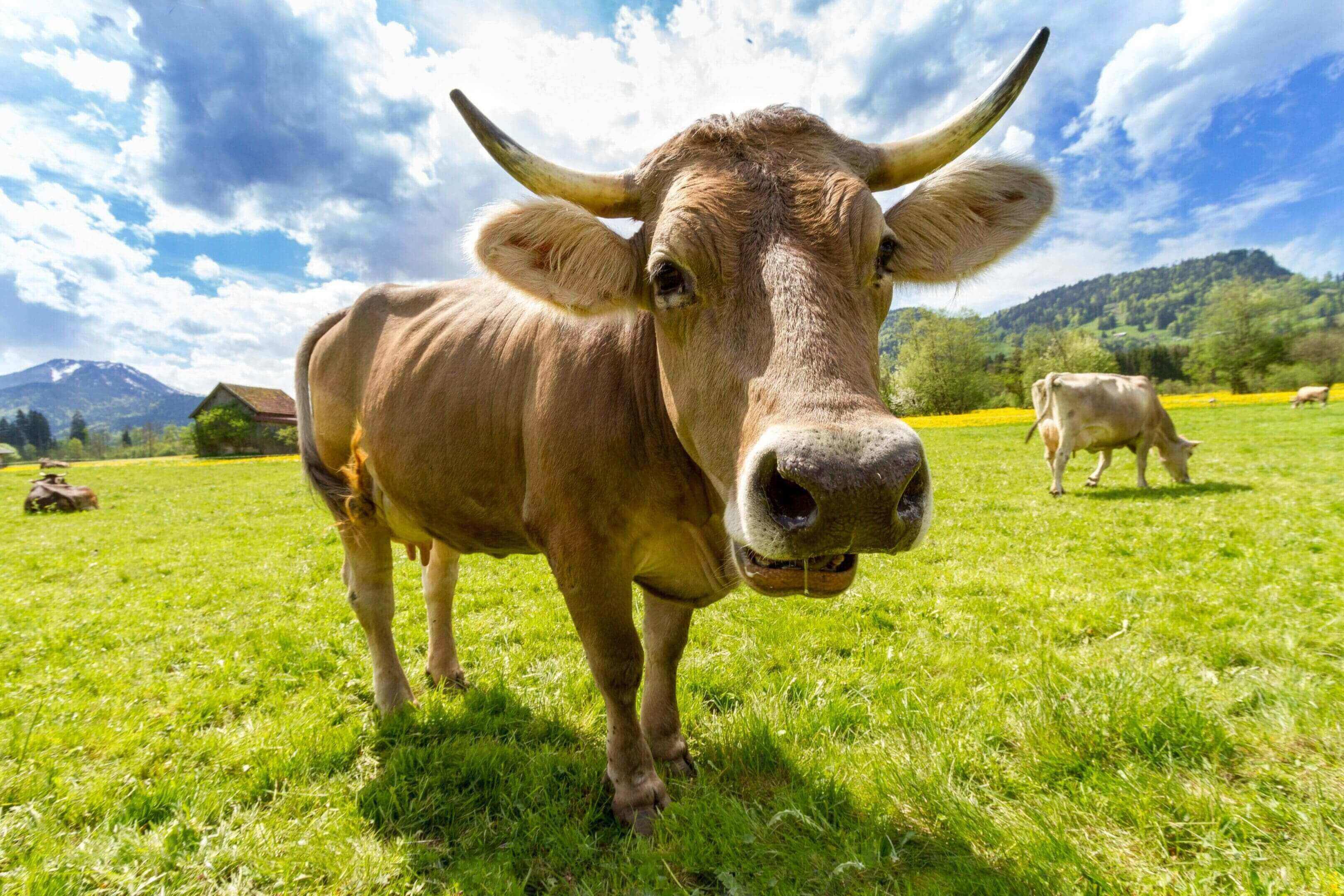 A cow standing in the grass with horns on its head.