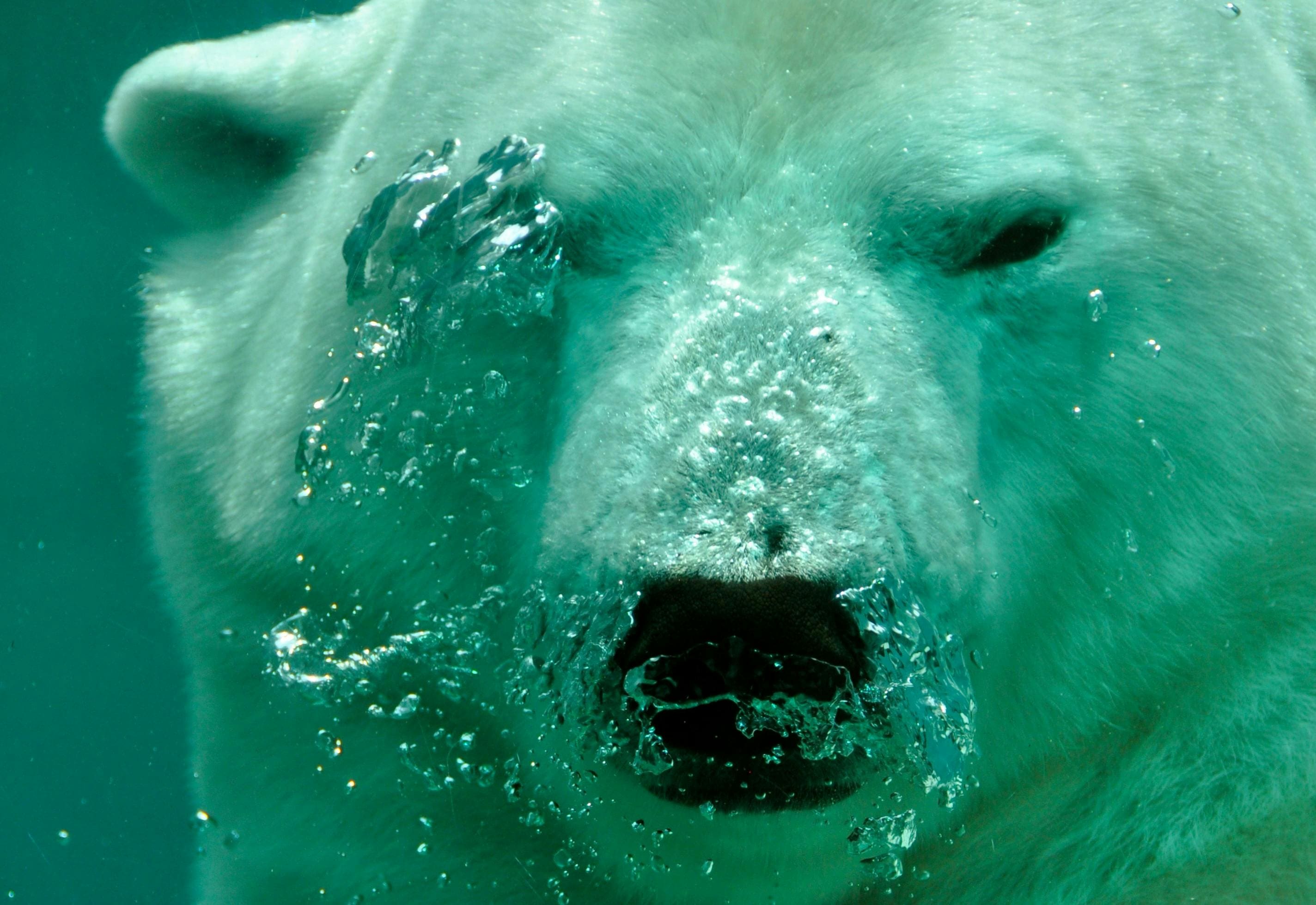 Polar bear surfacing, bubbles underwater.