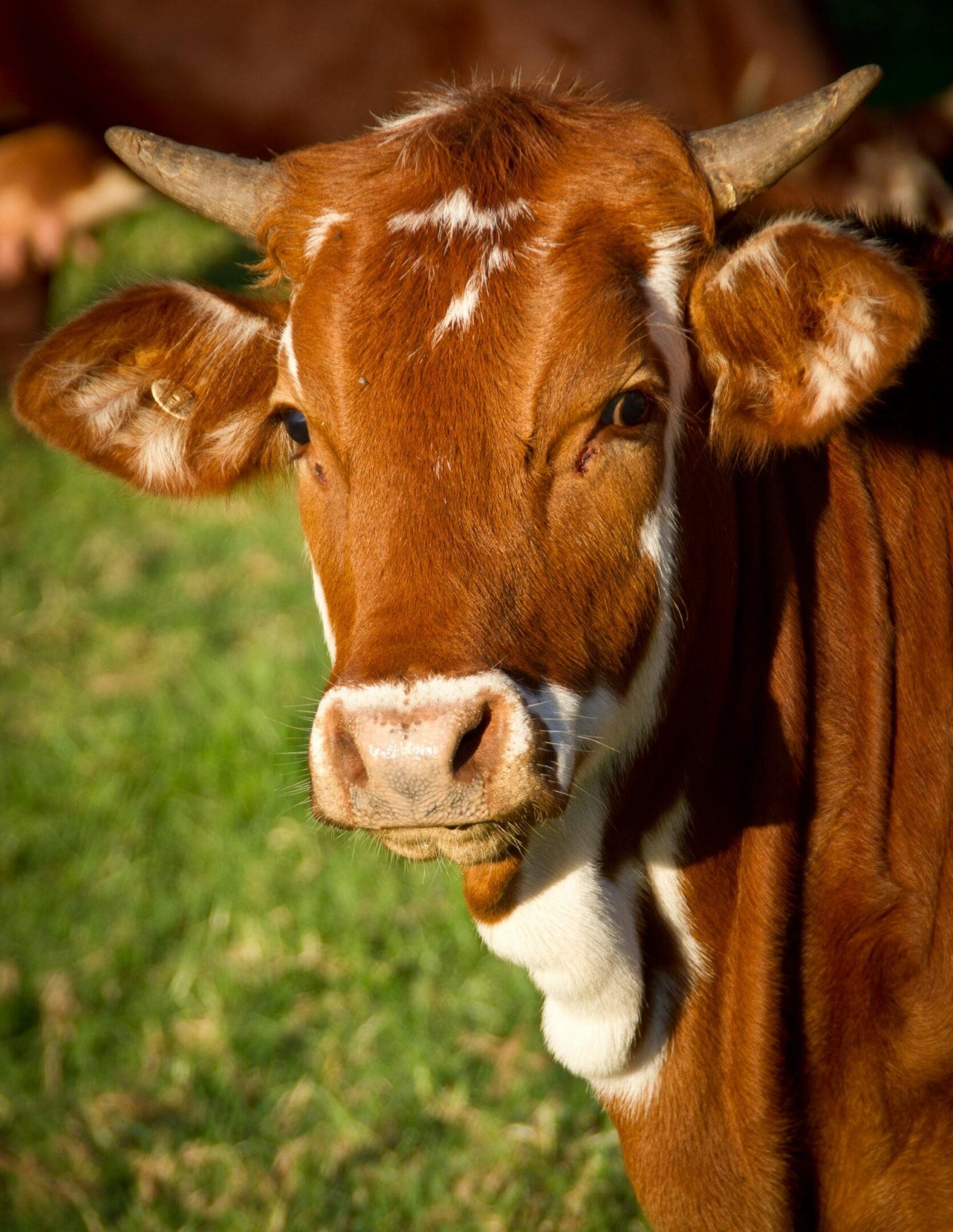 A brown cow with white spots is standing in the grass.