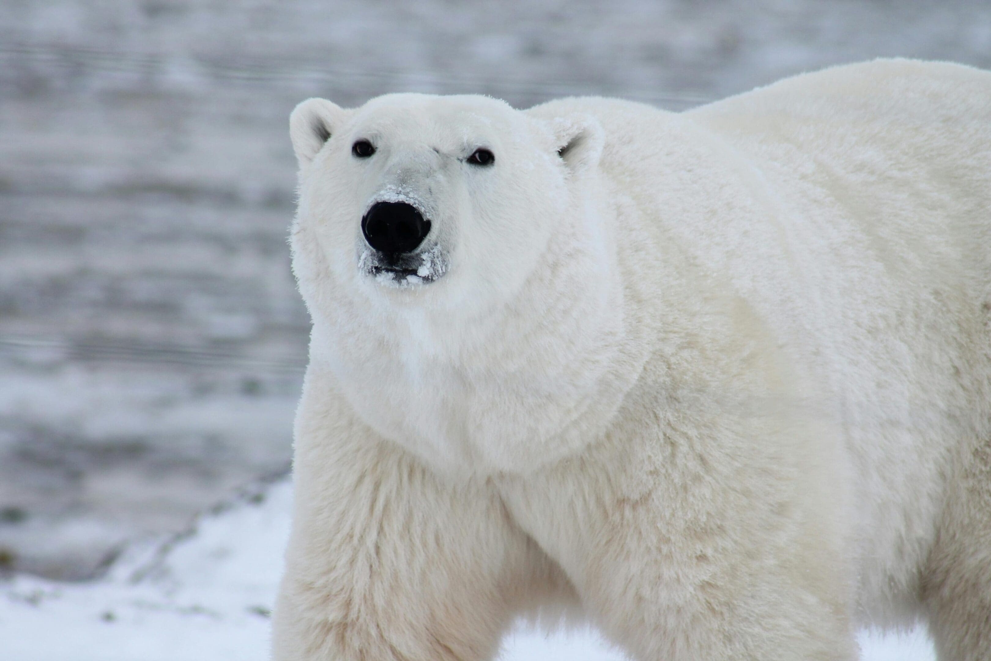 Polar bear in snowy landscape.