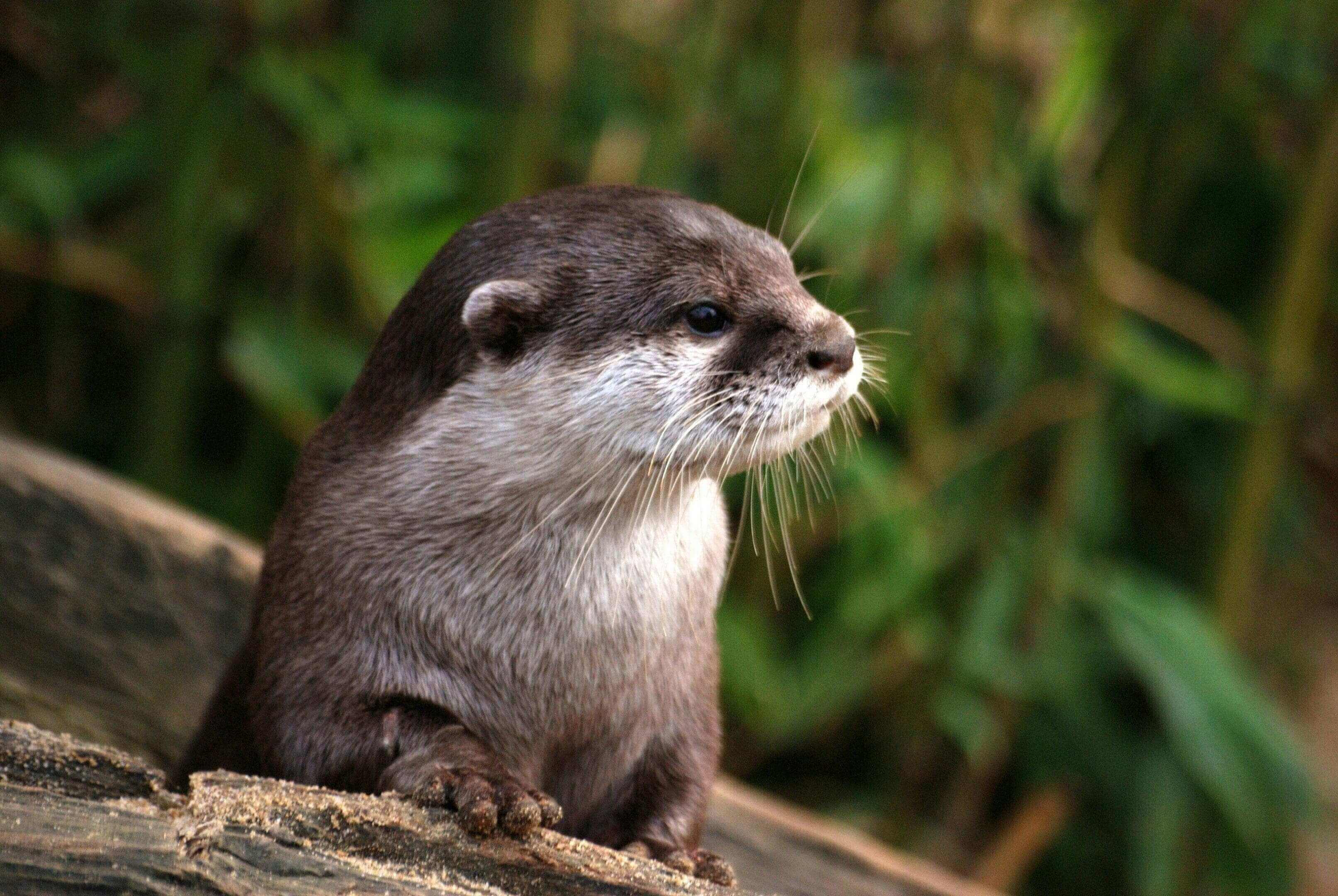 A close up of an animal on the ground