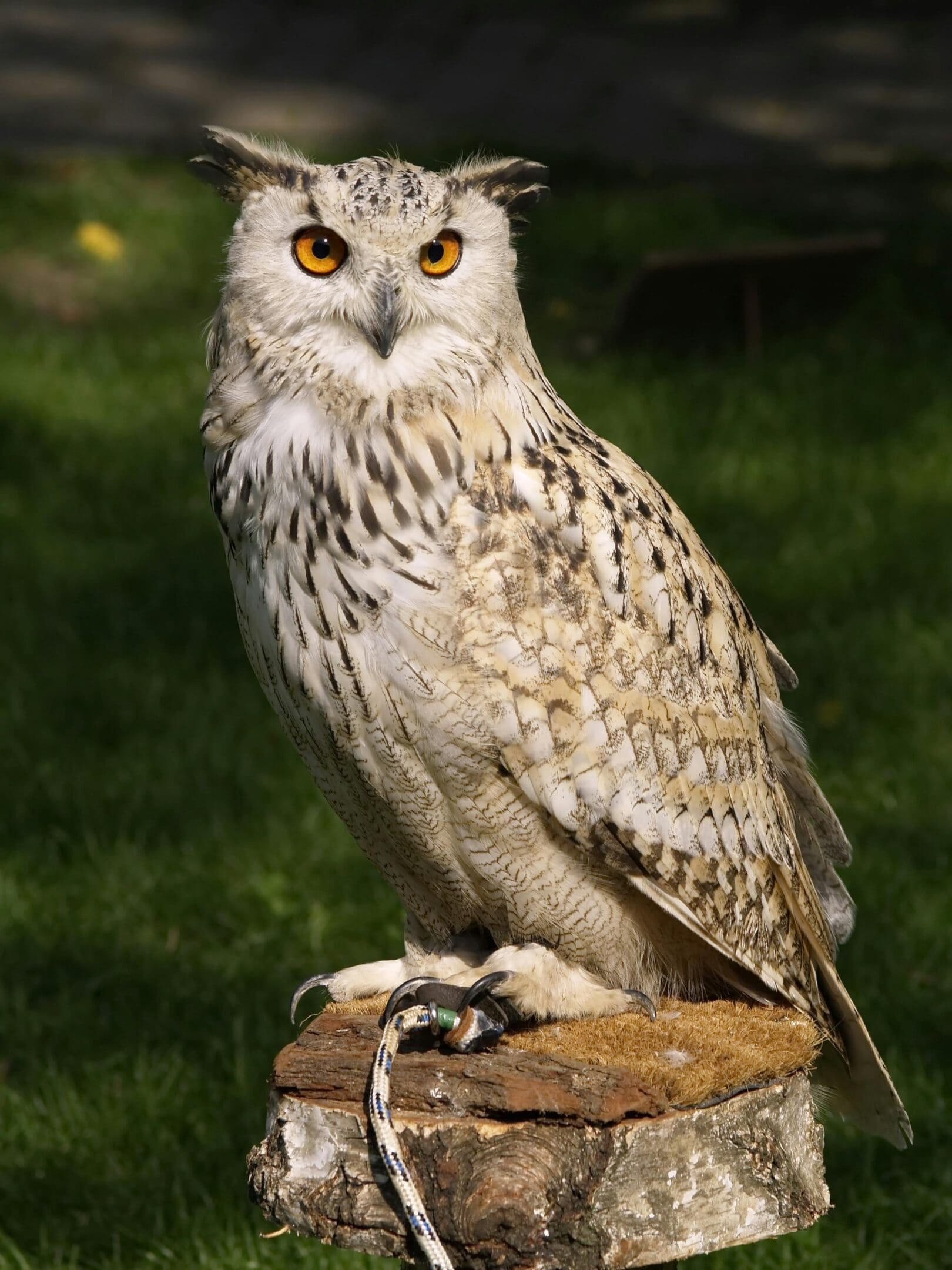 A owl sitting on top of a tree stump.